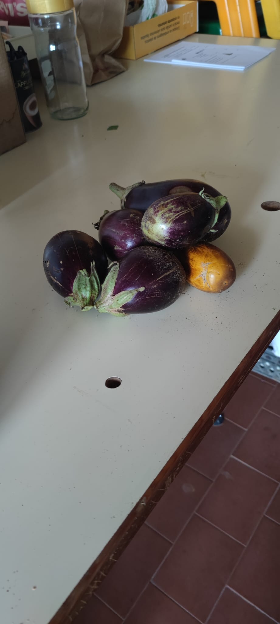 Beringelas frescas colhidas na horta escolar.