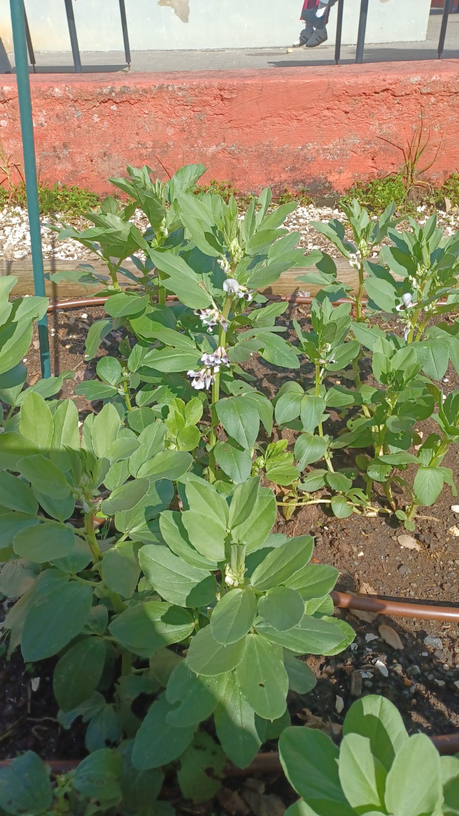 Favas representando as culturas de inverno e tubo de rega gota a gota.