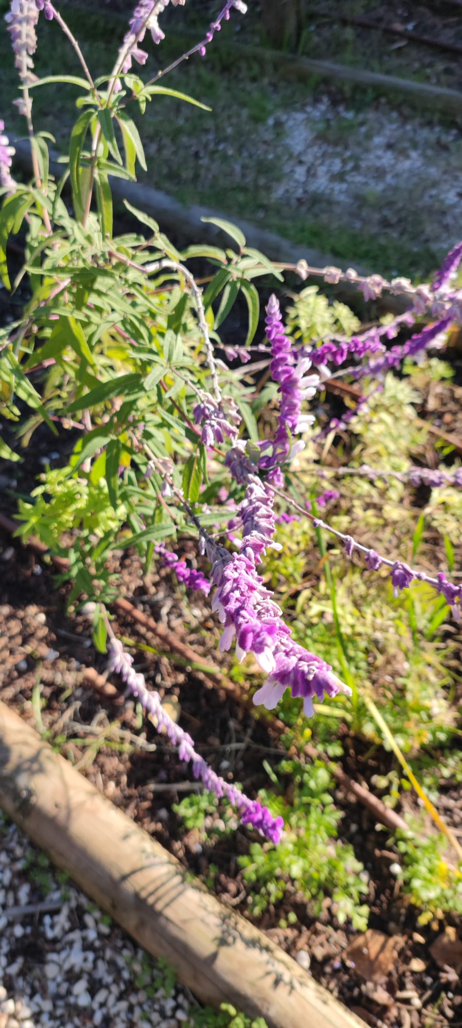 Lúcia-lima em flor que embeleza o canteiro das aromáticas.