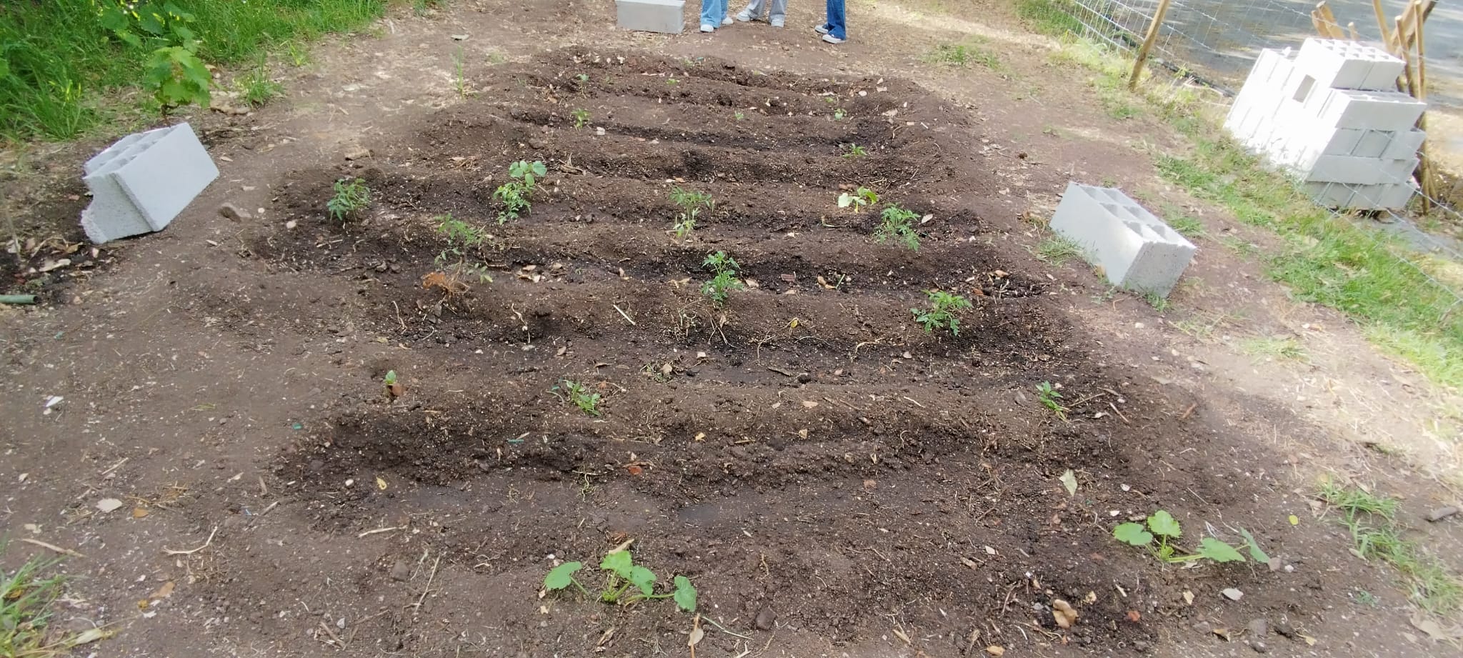 Plantação de abóboras, tomates, pimentos e feijoeiro.