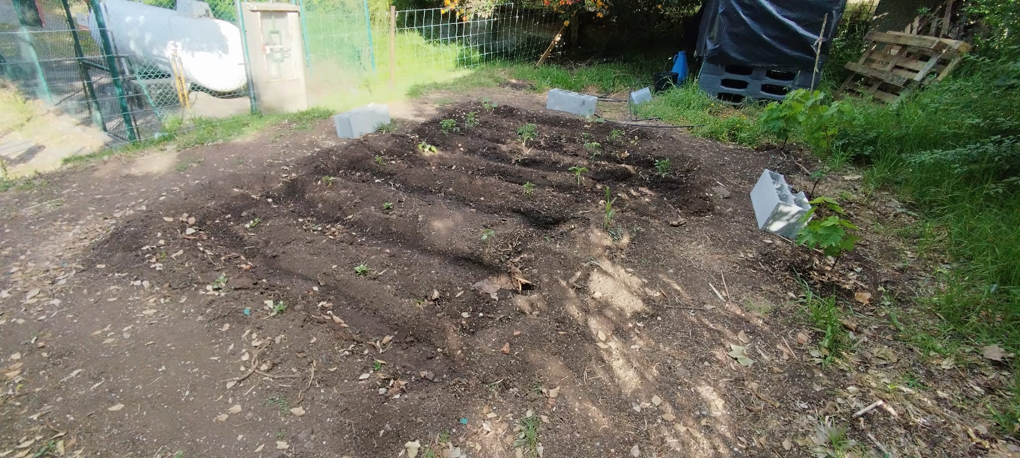 Plantação de abóboras, tomates, pimentos e feijoeiro.
