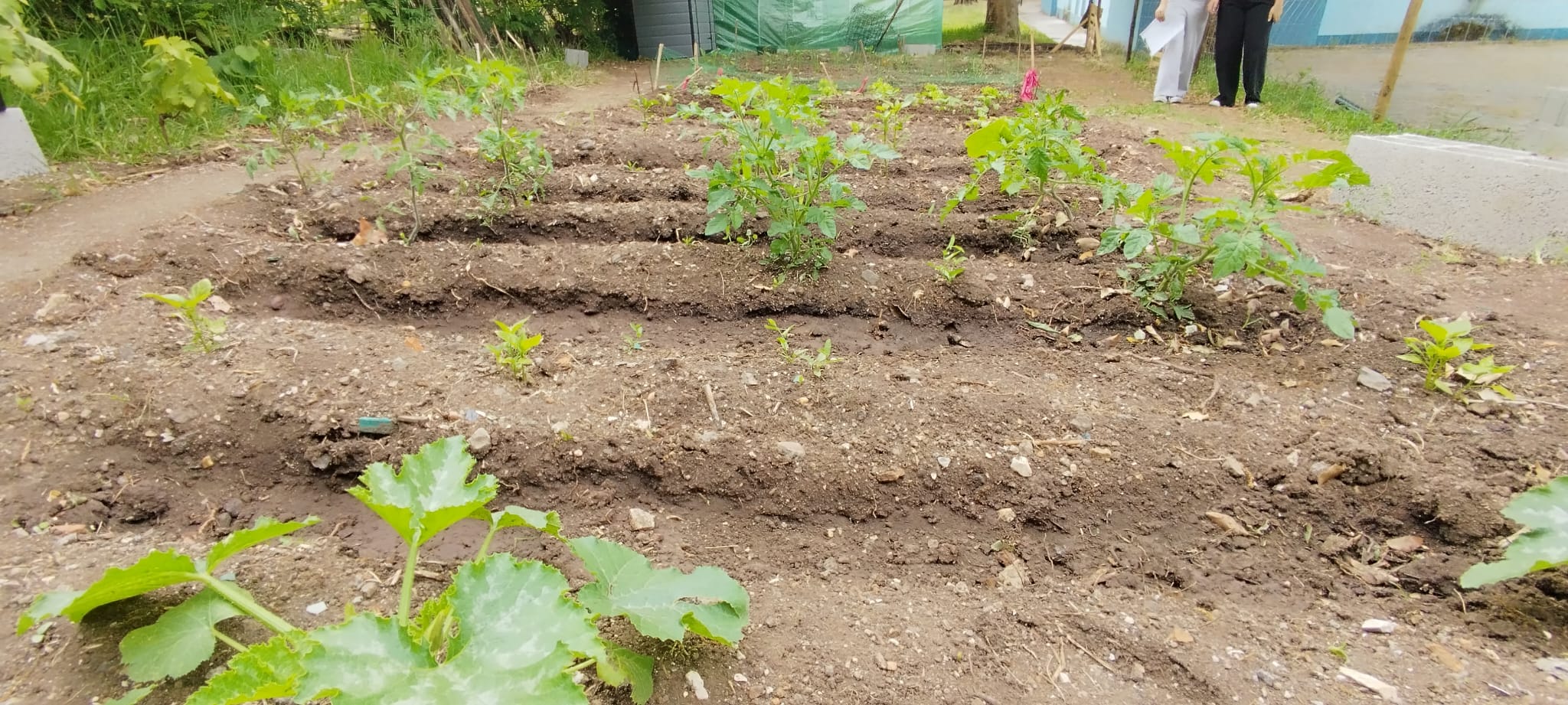 Abóboras, meloas e courgetes.