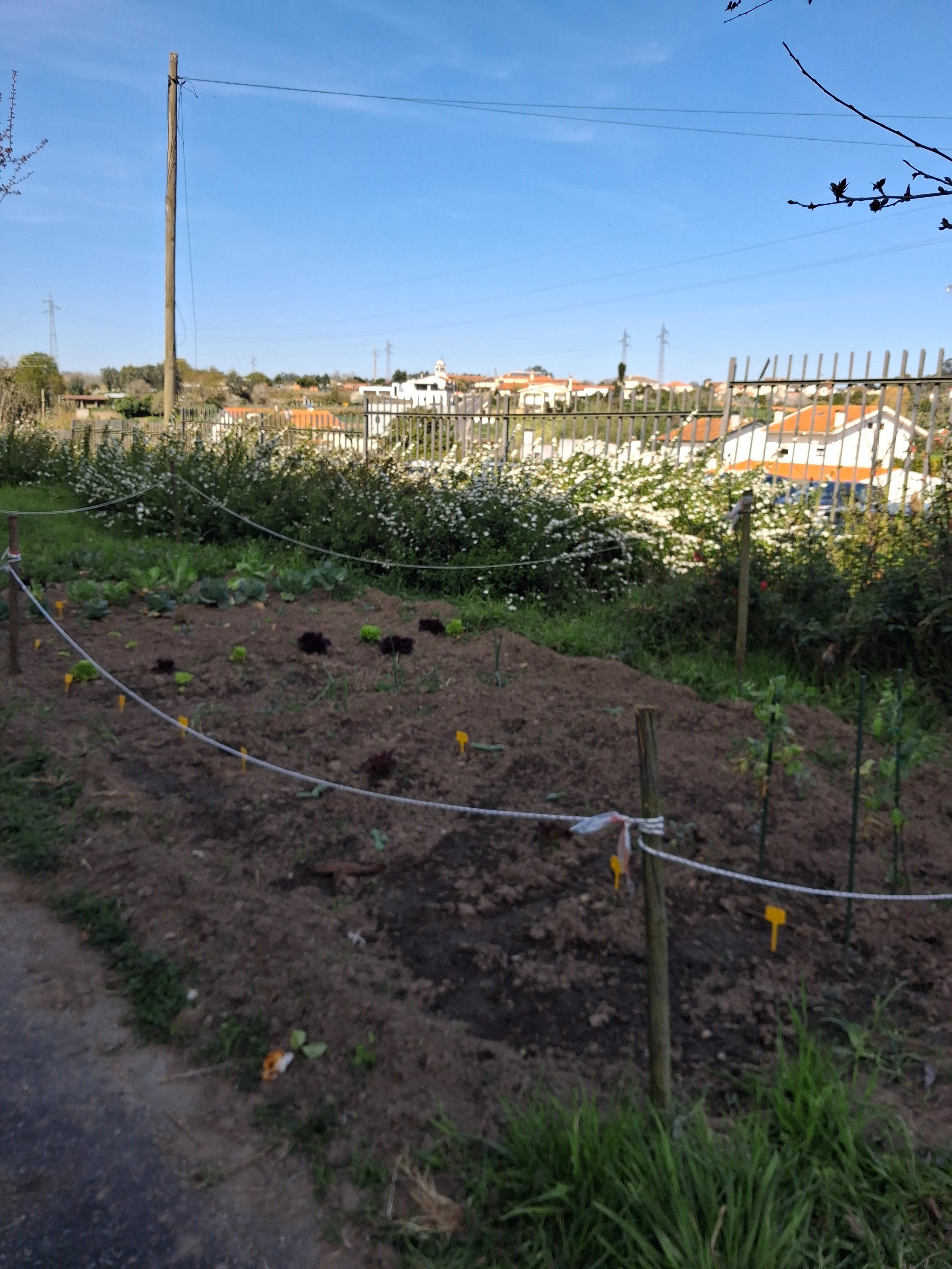 O primeiro plantio do ano.
Várias hortícolas, as mais usadas na cozinha/casa, devidamente identificadas nas placas amarelas.