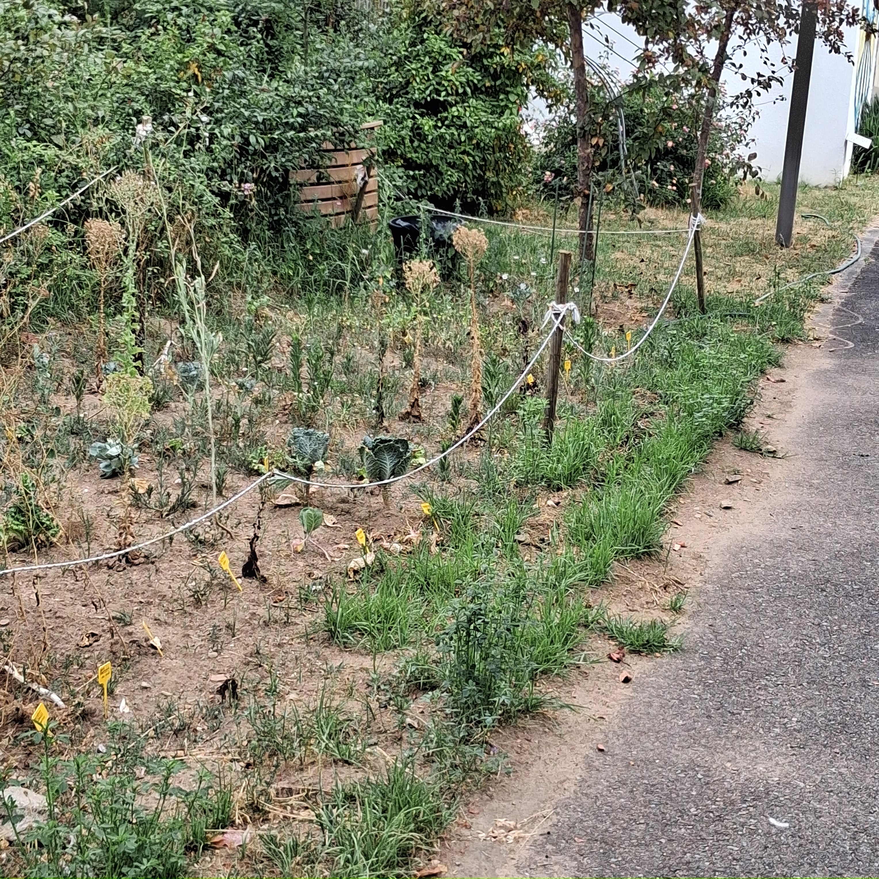 Foto a 20 de junho (horta seca e descuidada)...