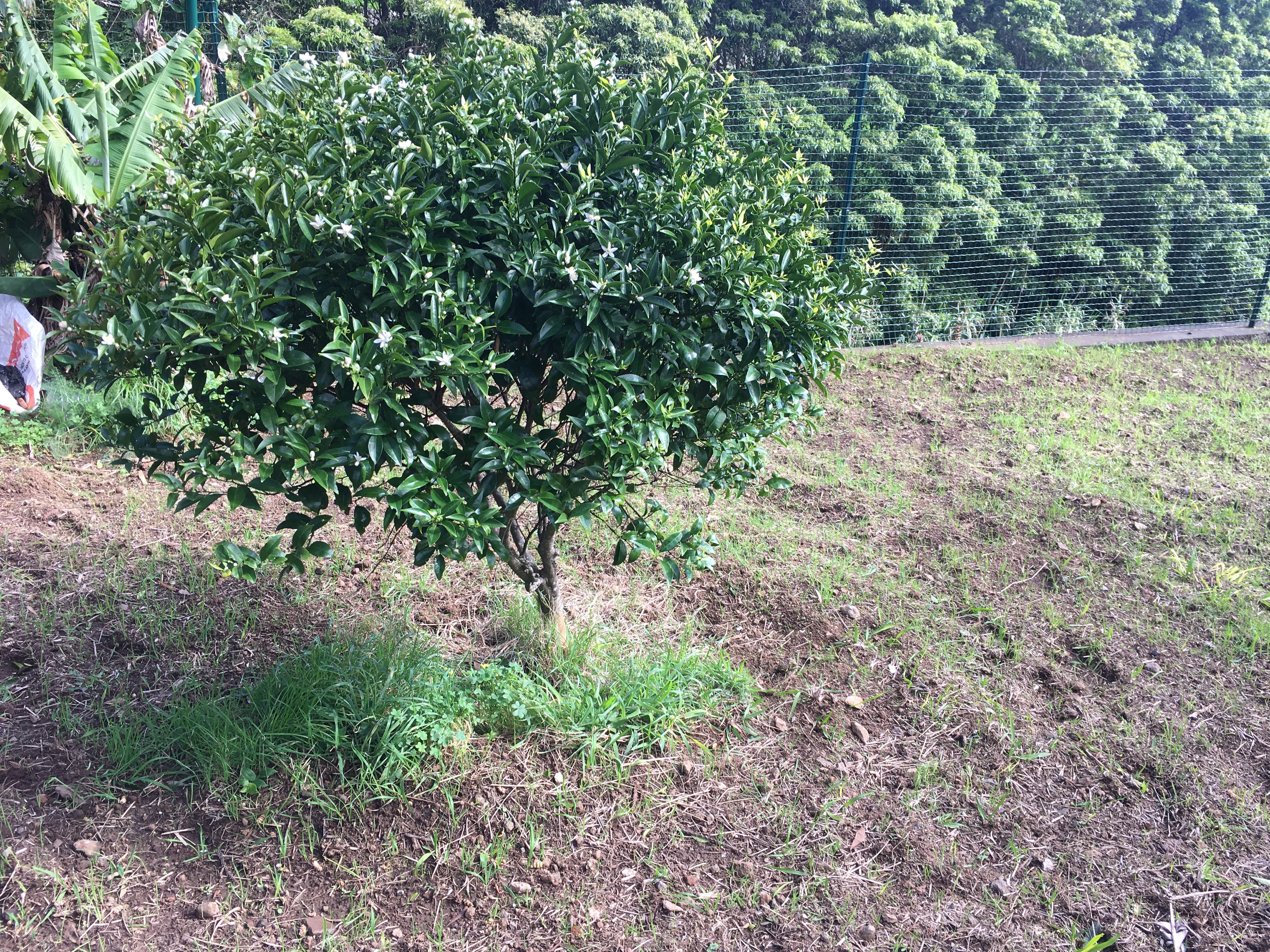Espaço onde se encontra outra tangerineira