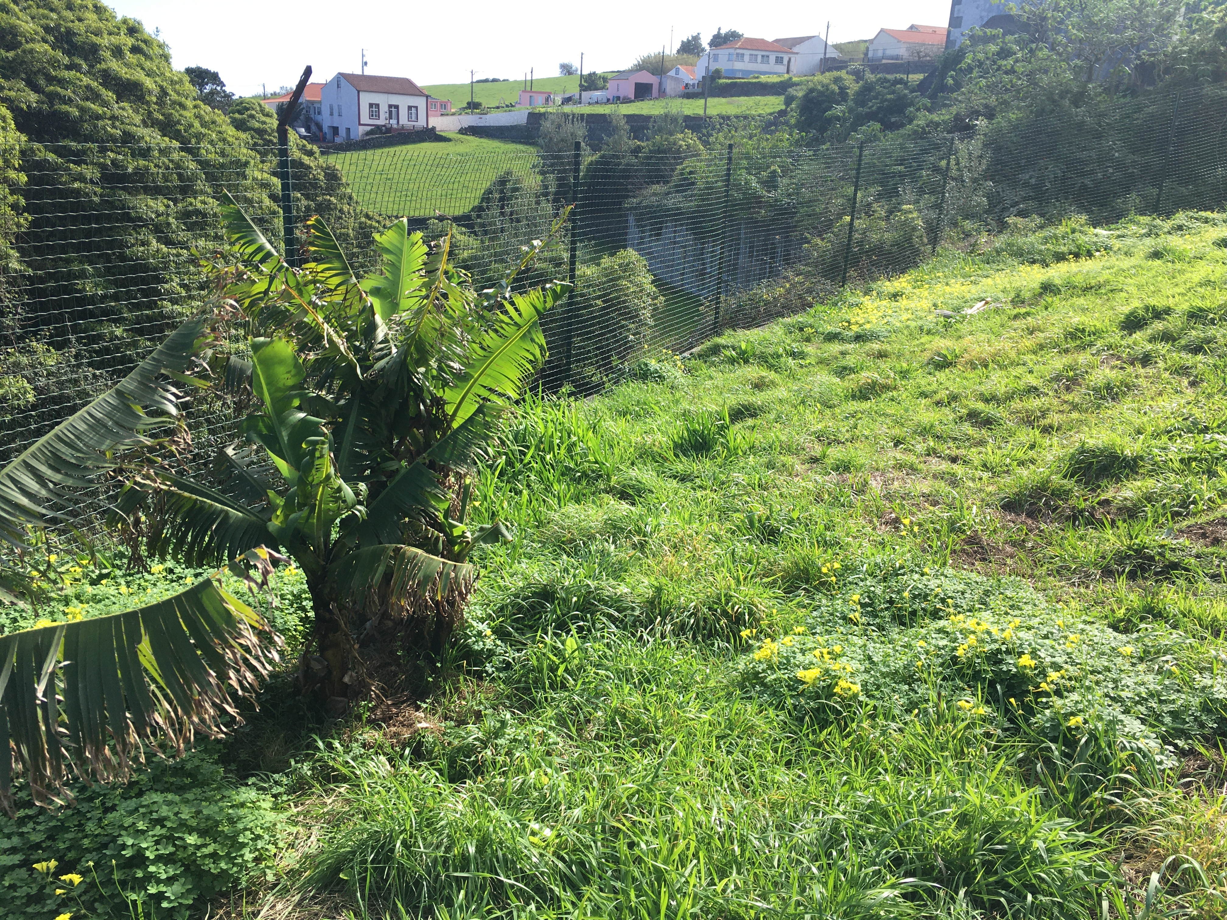 Horta inculta
O terreno, que se encontrava inculto há vários anos, apresentava já algumas bananeiras e tangerineiras, testemunho do seu potencial agrícola.