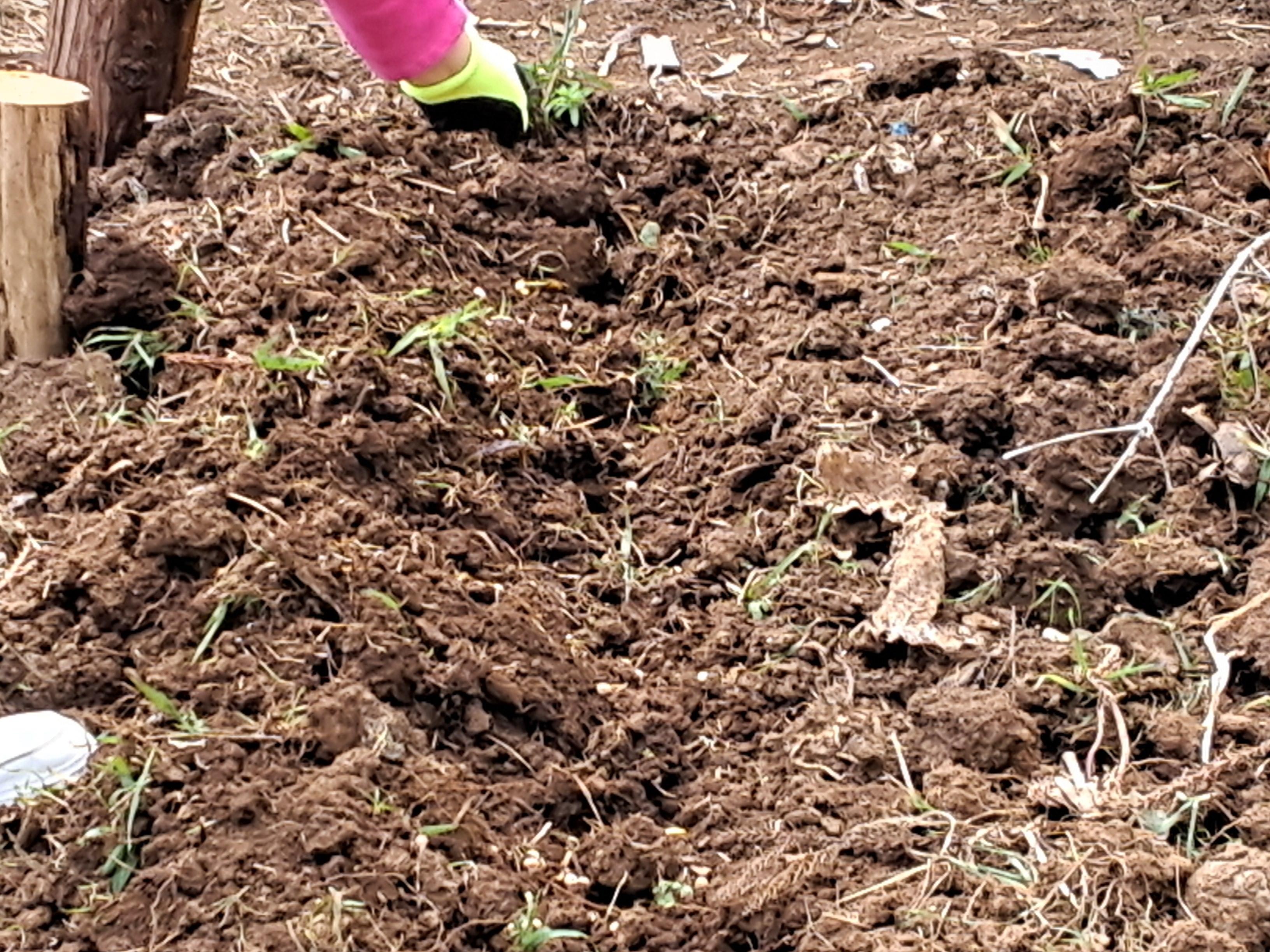 Sementeira de ervilhas. 
As sementes são variedades antigas, esta ervilha é de olho negro, já ninguém utiliza.