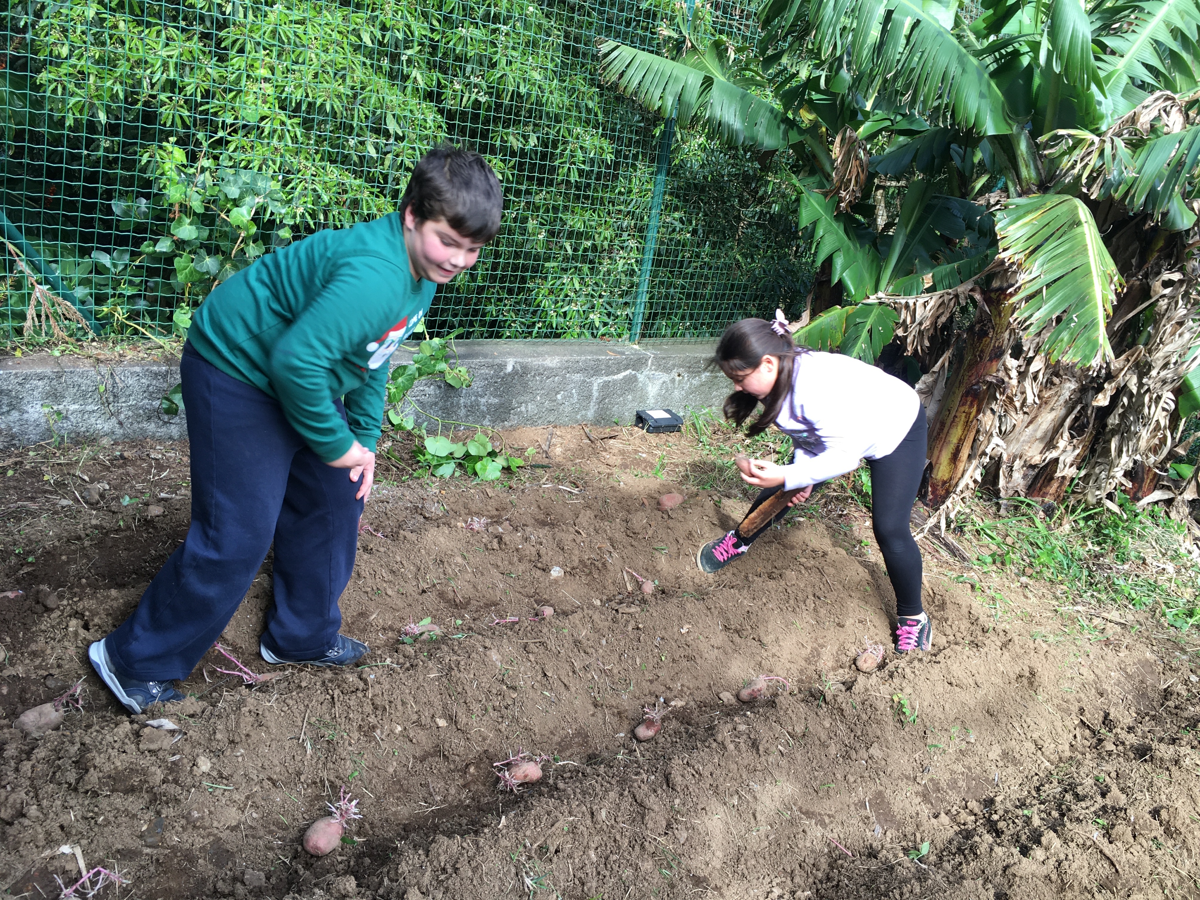 Plantação de Batatas. Semente da terra. Foi em fevereiro que fizemos a plantação.