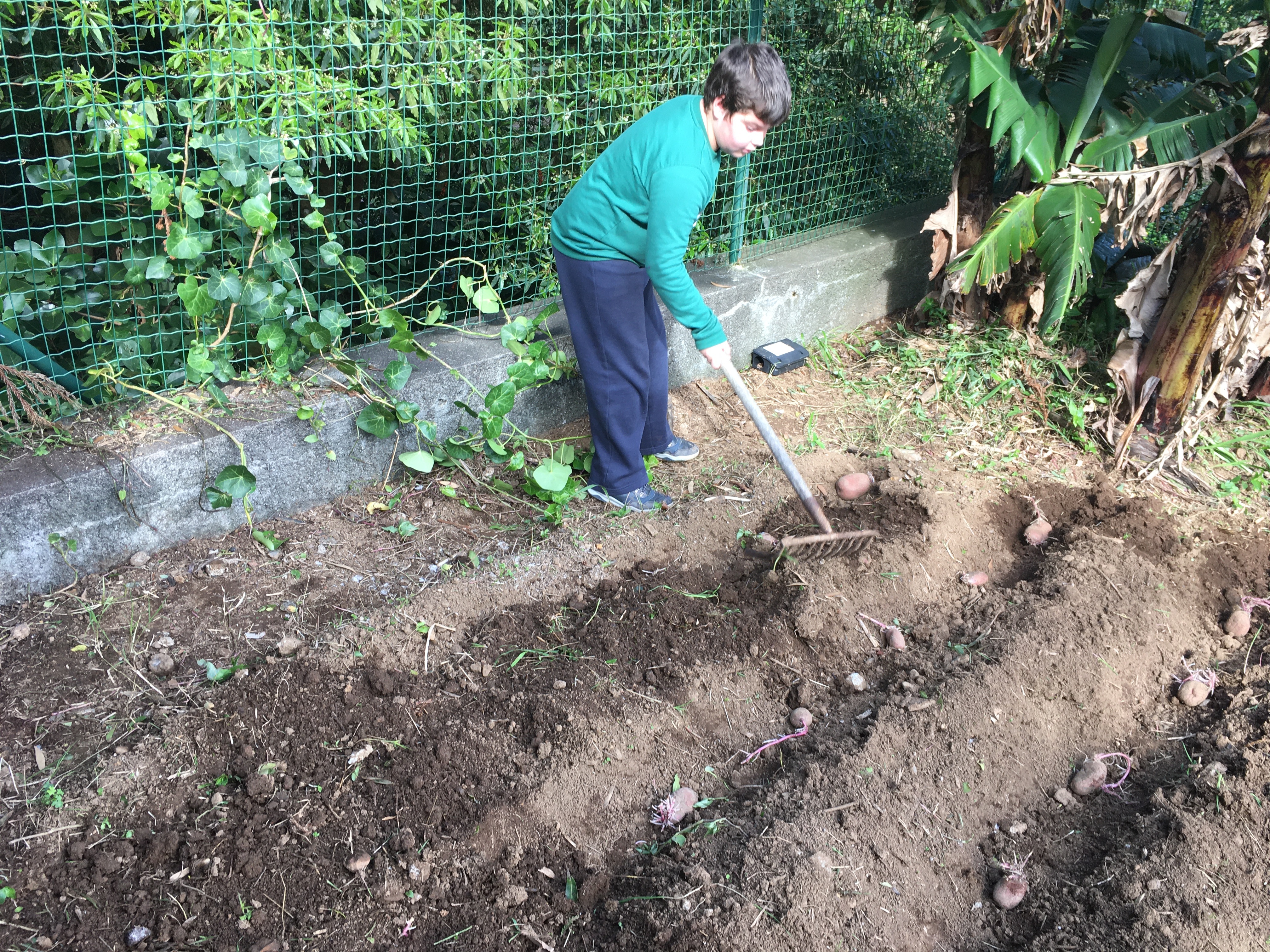 Usar o ancinho para tapar as batatas.