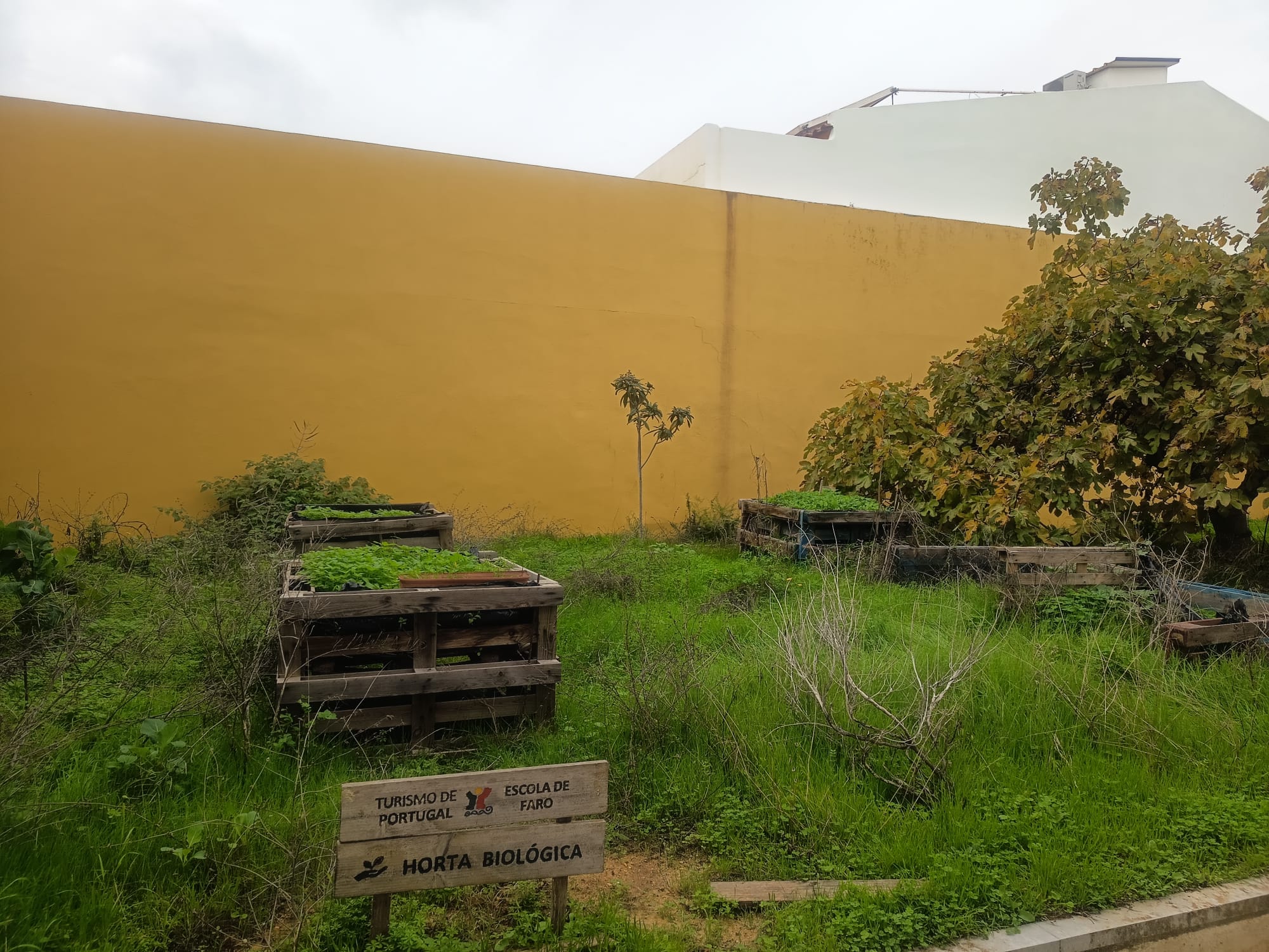 Local destinado à horta