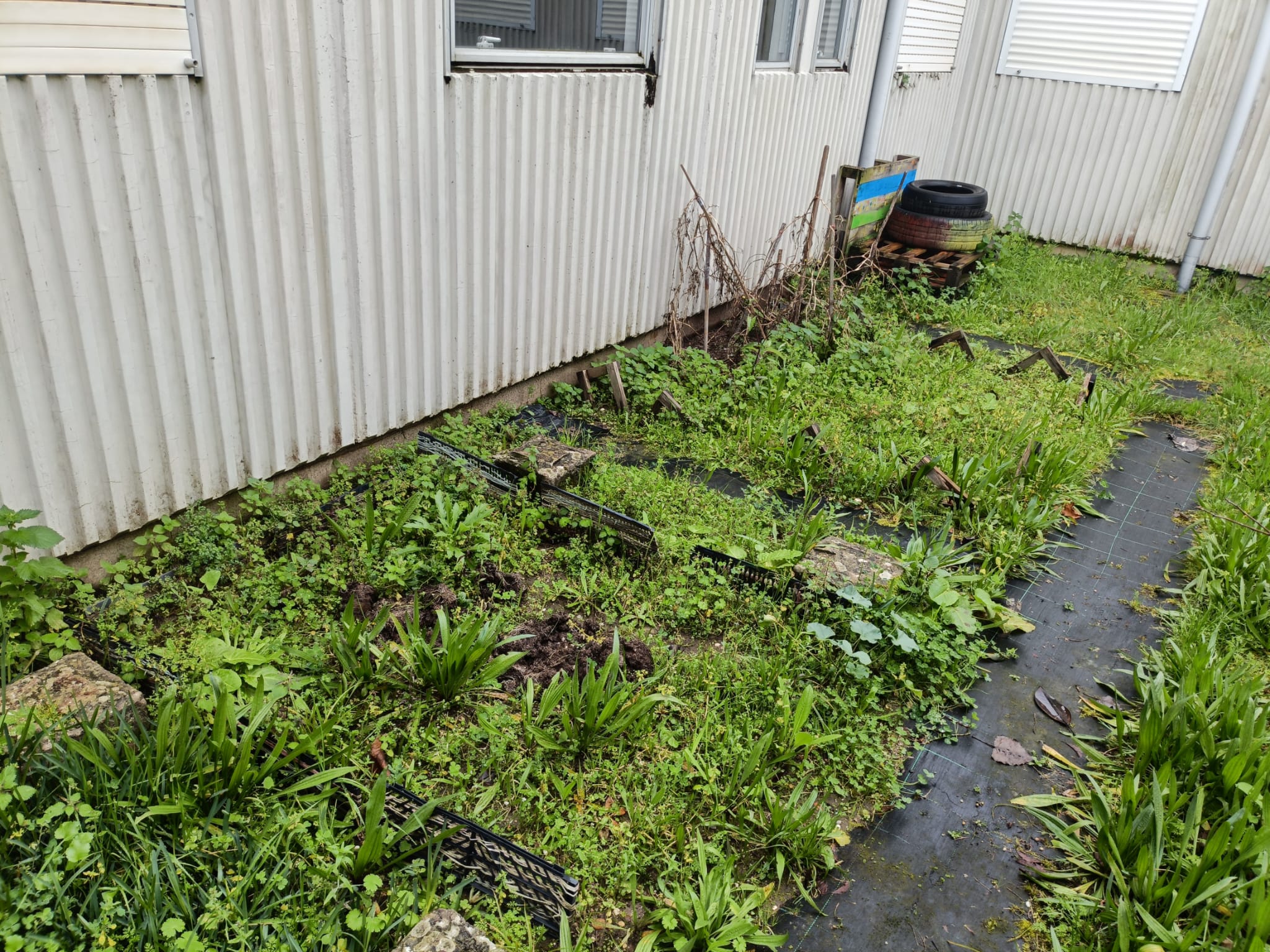 Espaço da horta onde havia tomate cherry plantado no ano anterior.