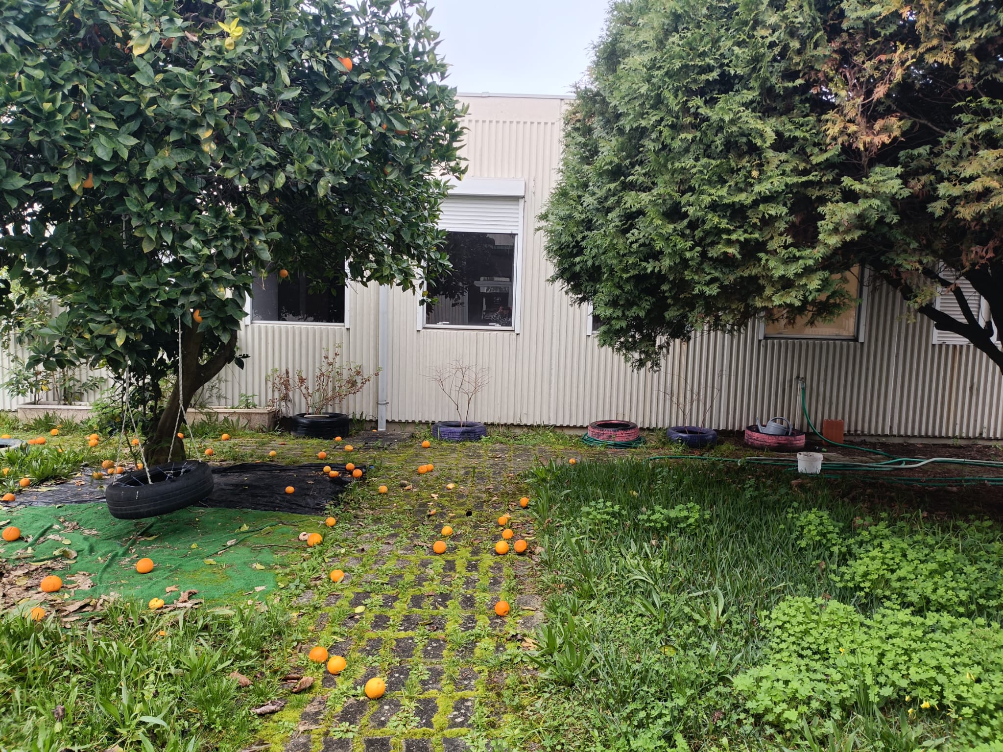 Espaço da horta com a laranjeira, onde as crianças costumam ir recolher algumas laranjas para atividades de culinária.