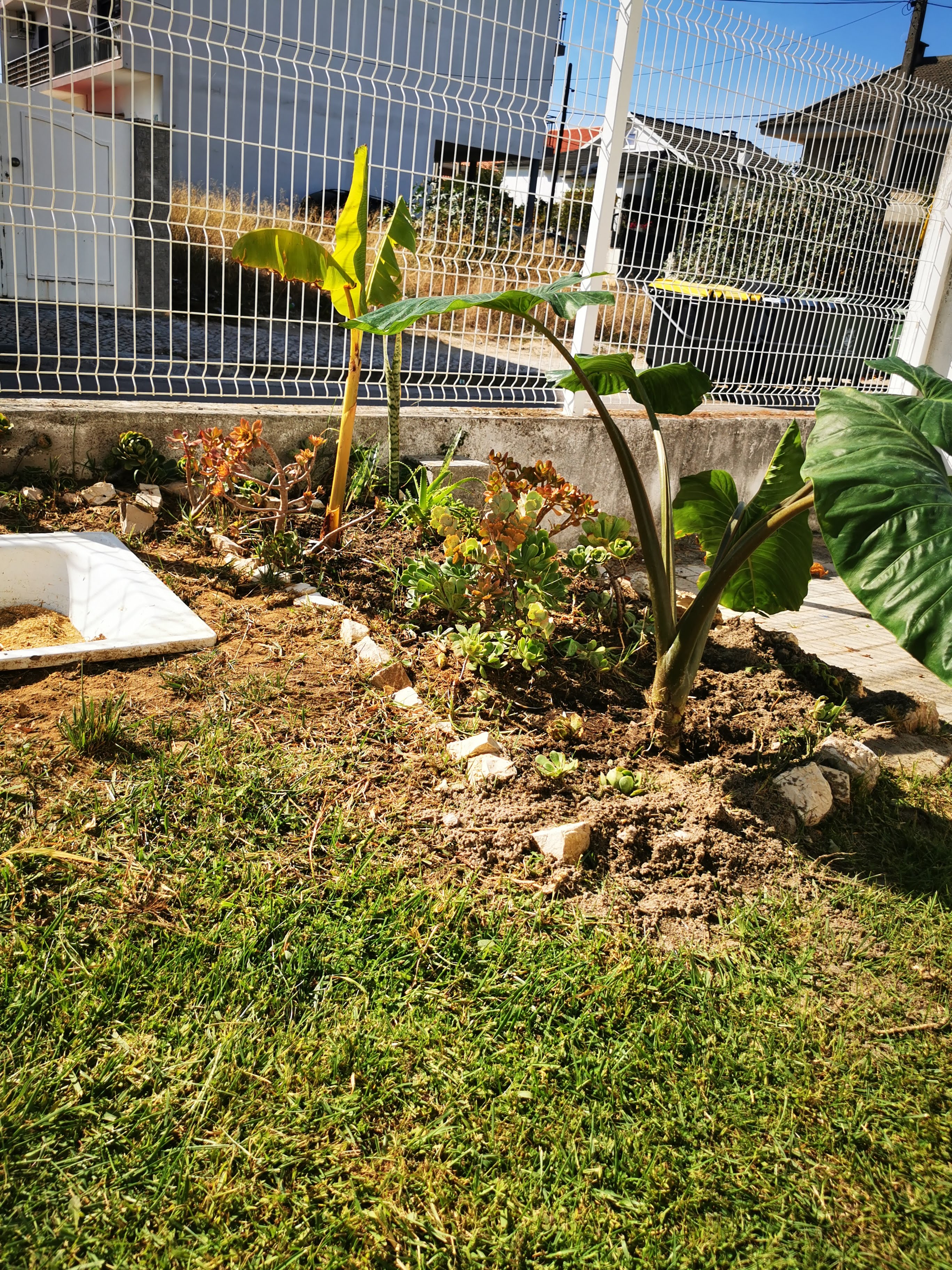 Recuperação e manutenção do espaço da horta biológica.