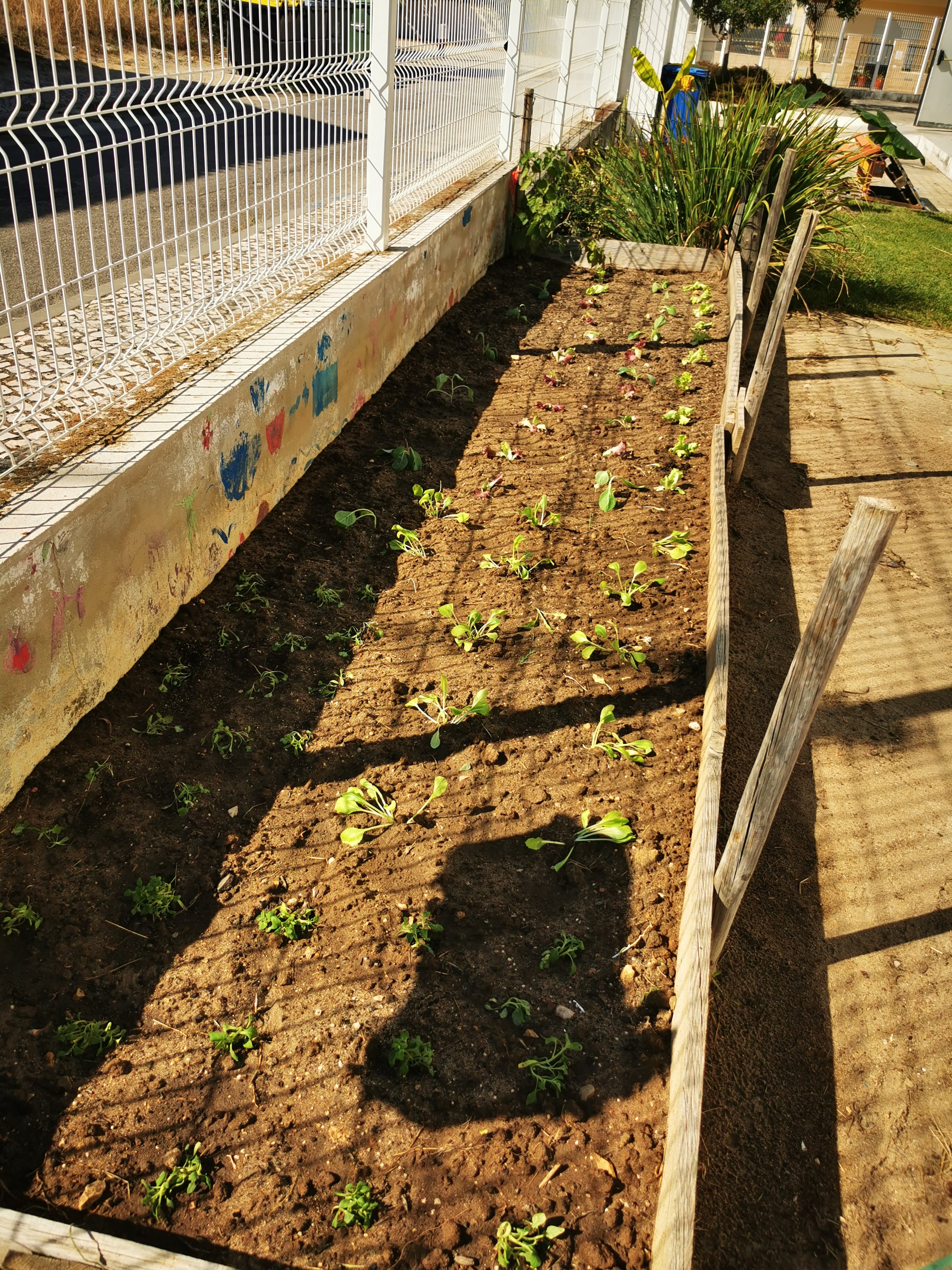 Plantação da horta biológica