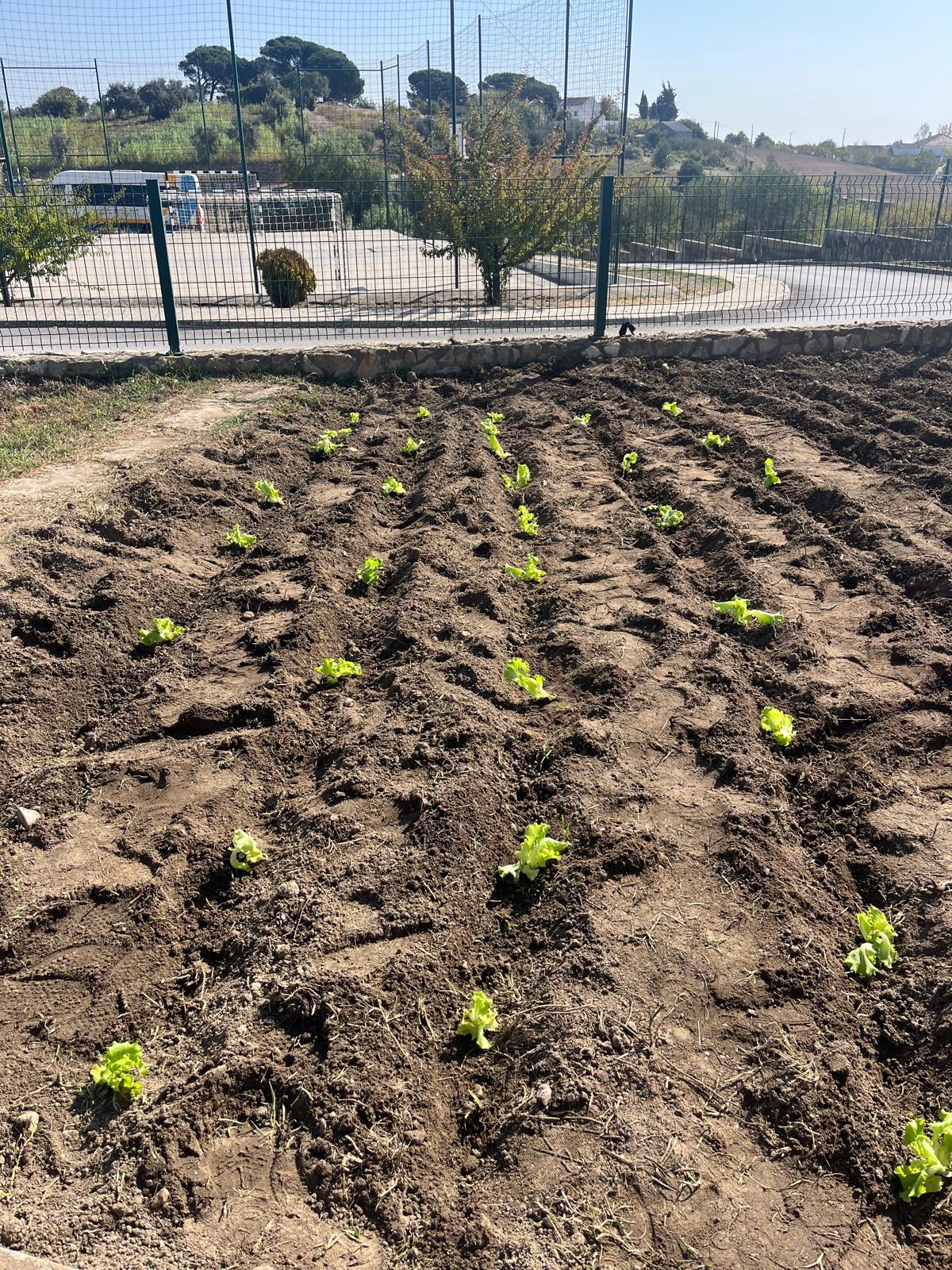 As nossas alfaces plantadas que entretanto foram colhidas e com elas realizámos uma feira