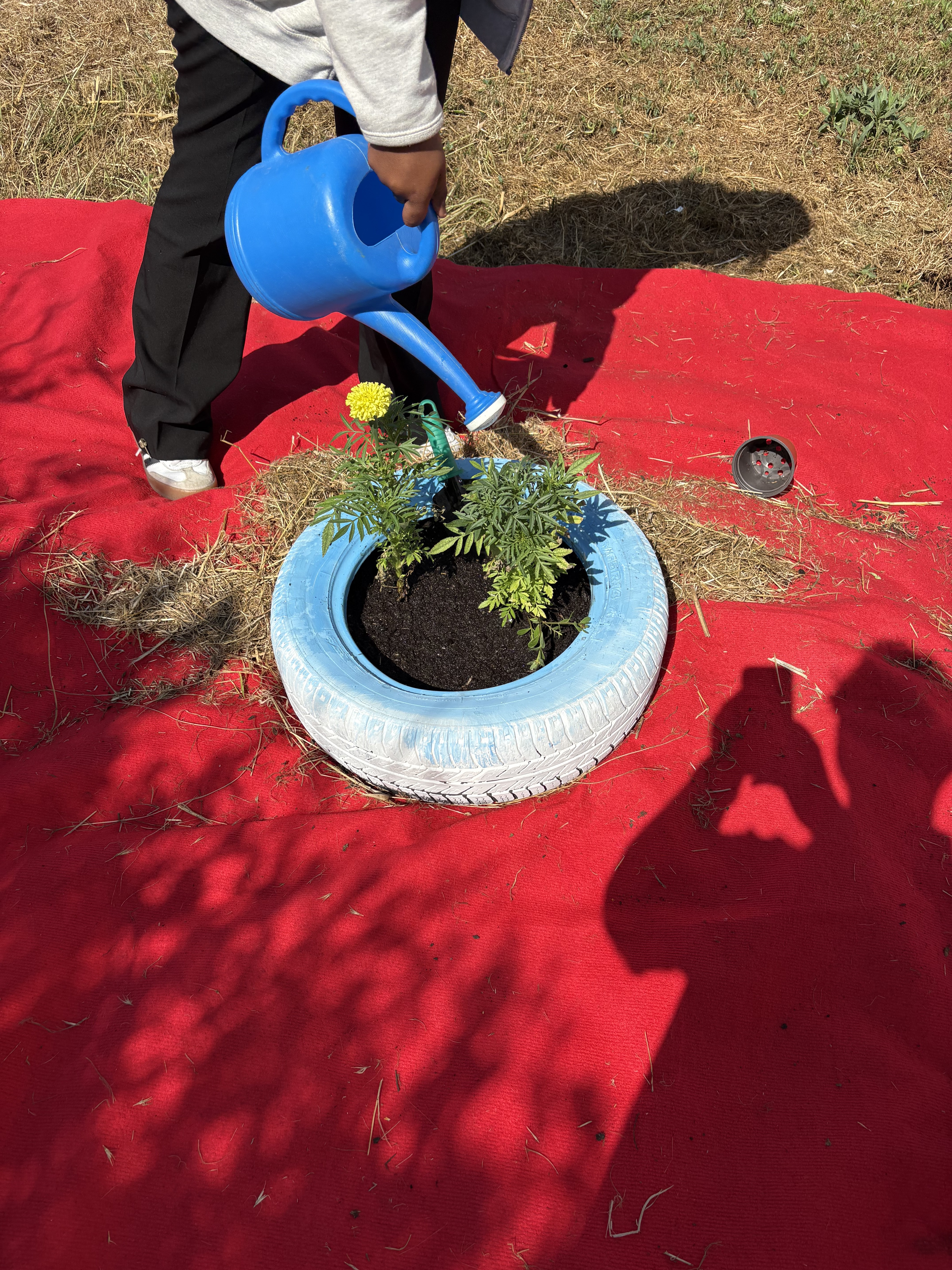 Enchimento dos pneus com terra fertilizante e plantação das sementes.