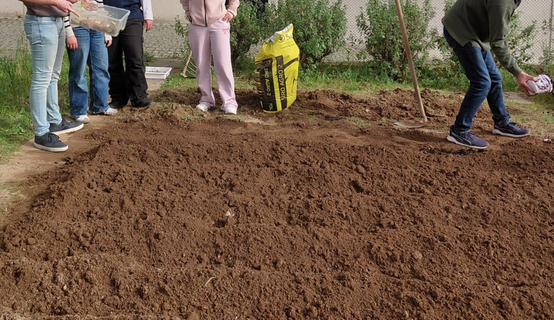 preparar a terra para plantar batatas (o saco amarelo não contém químicos, mas sim estrume ...de cavalo)