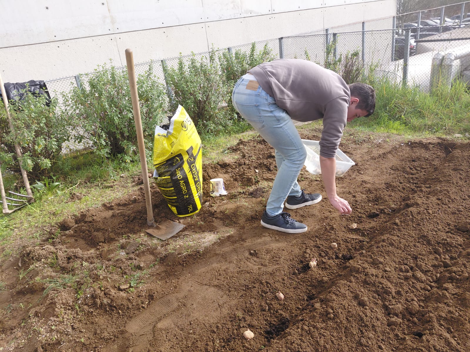 plantação de batatas