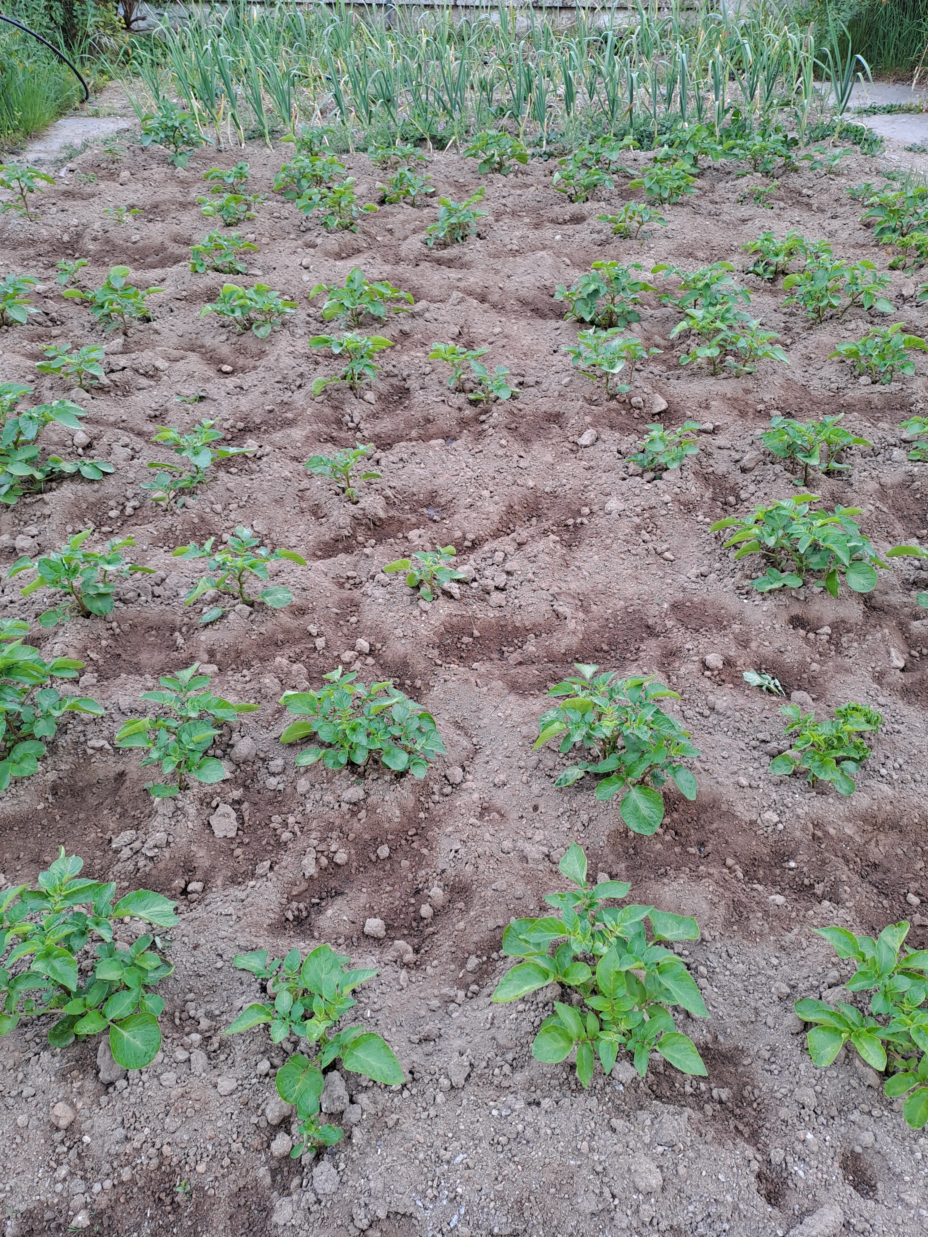 sachar das batatas e observação e monitorização do desenvolvimento das culturas (alhos, espinafres, couves e batatas)