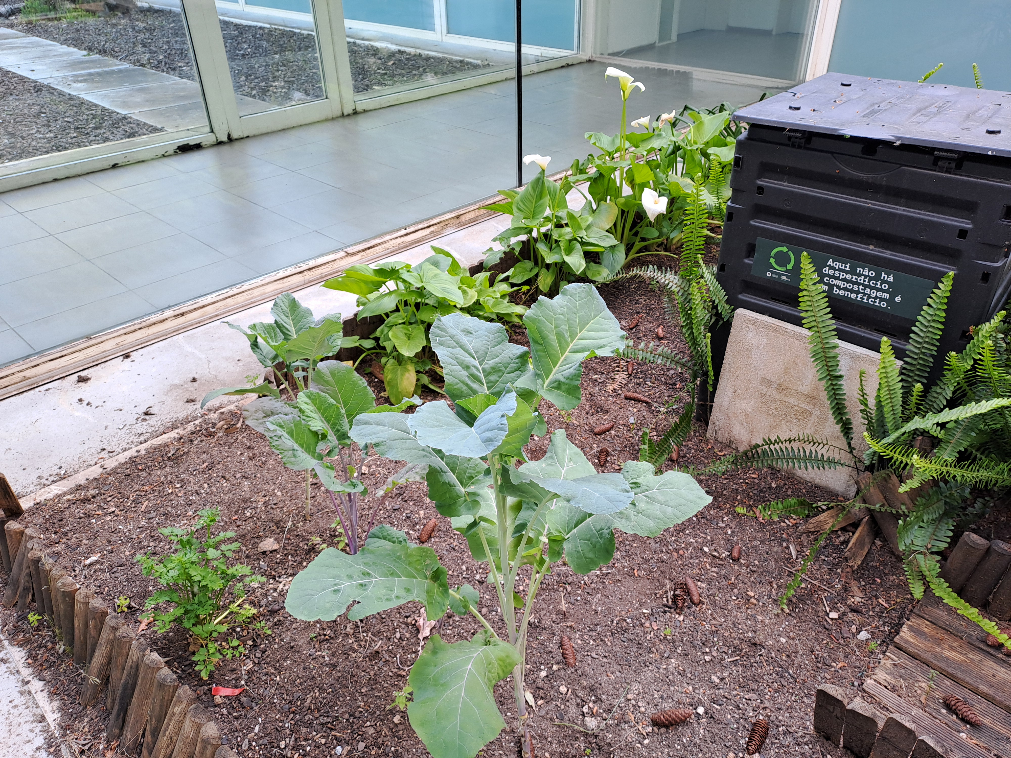 pés de couves e compostor
