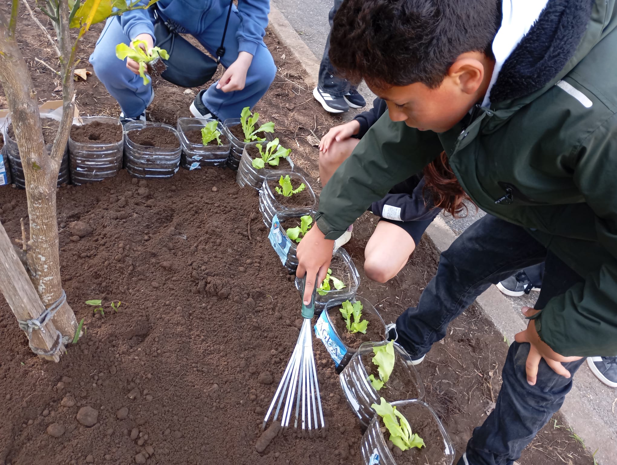 A junta de freguesia apoiou o projeto com paletes para a plantação e organização das espécies. Foram reutilizados garrafões de plástico como vasos, promovendo a sustentabilidade, a reciclagem e a sensibilização para práticas ambientais mais responsáveis.