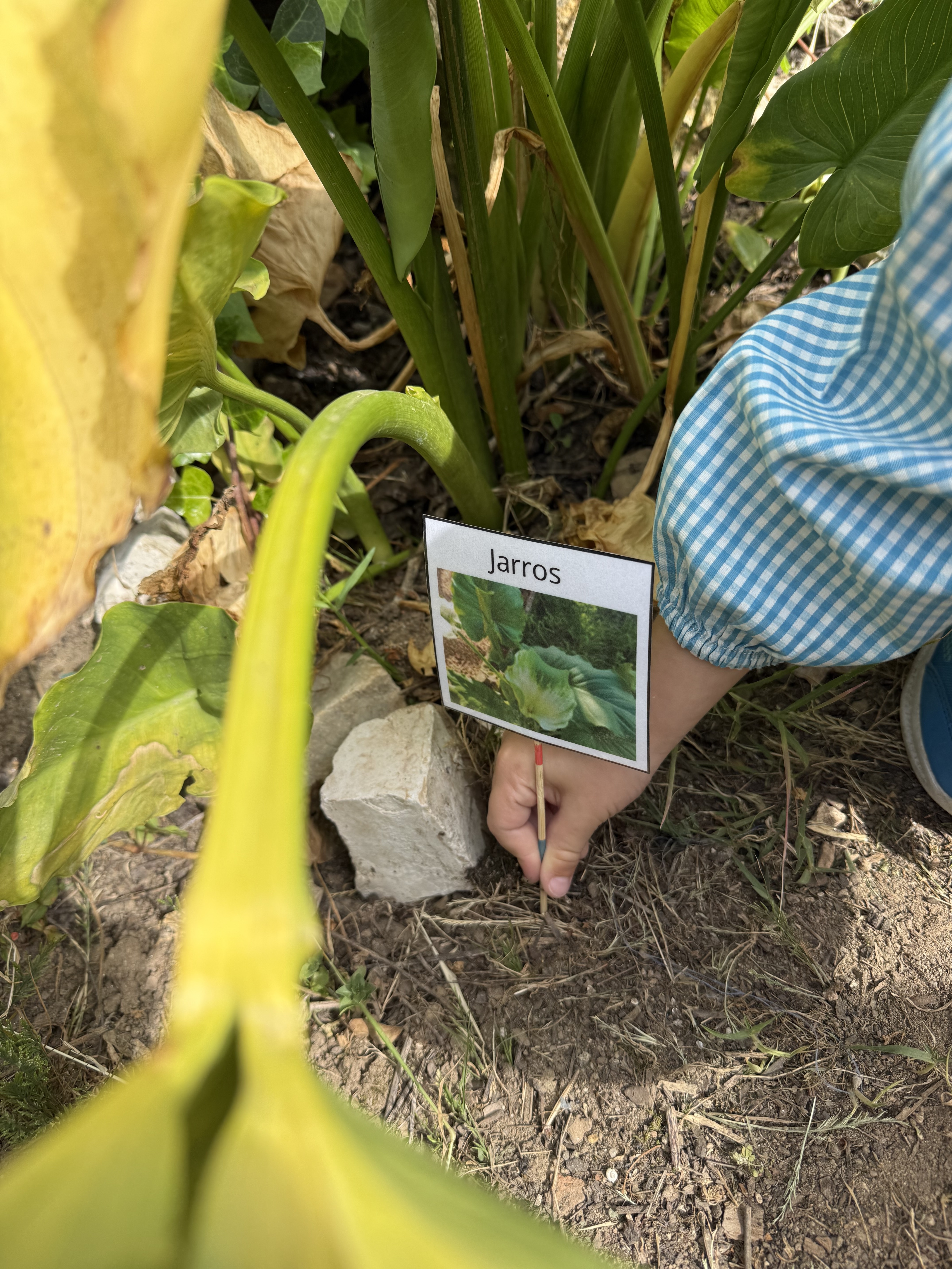 Identificação das plantações da horta