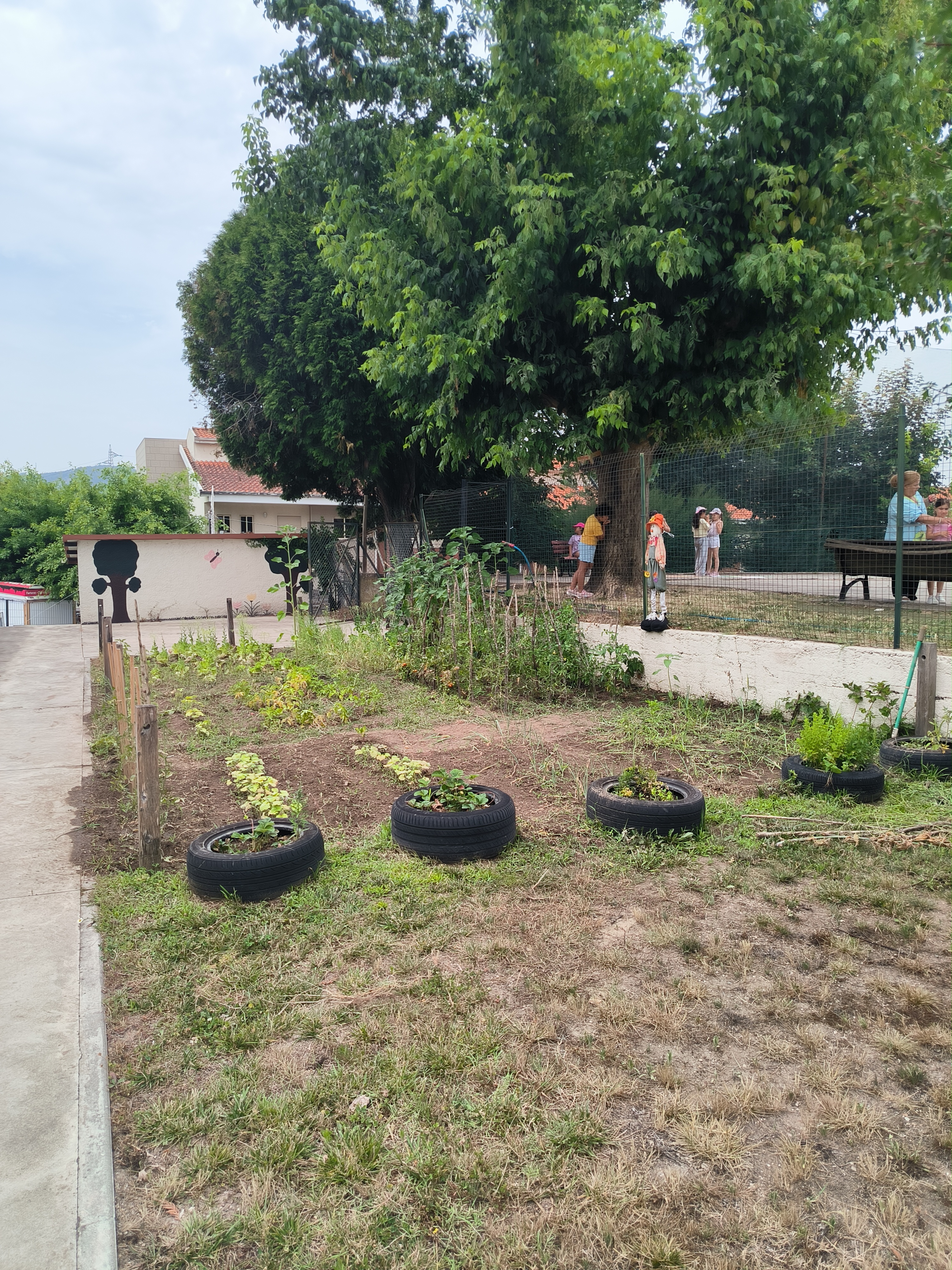 3 - A nossa Horta Bio na Escola - nesta fase, alguns produtos semeados e plantados já foram colhidos  e confecionados, como alfaze, morangos, tomates; batata doce; couve nabiça. 
Em fase de crescimento está o cebolo, as batatas, os girassóis, melancia