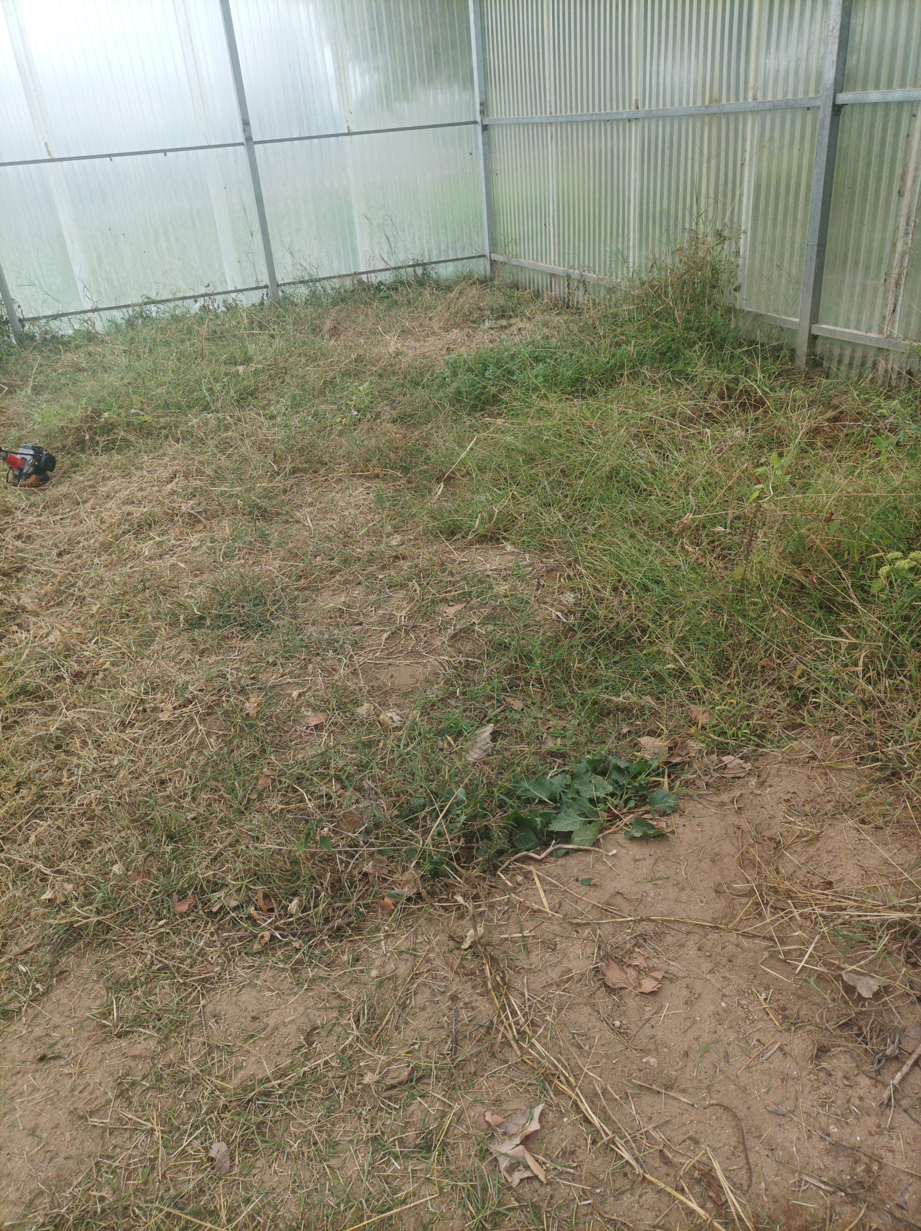 plantação das plantas