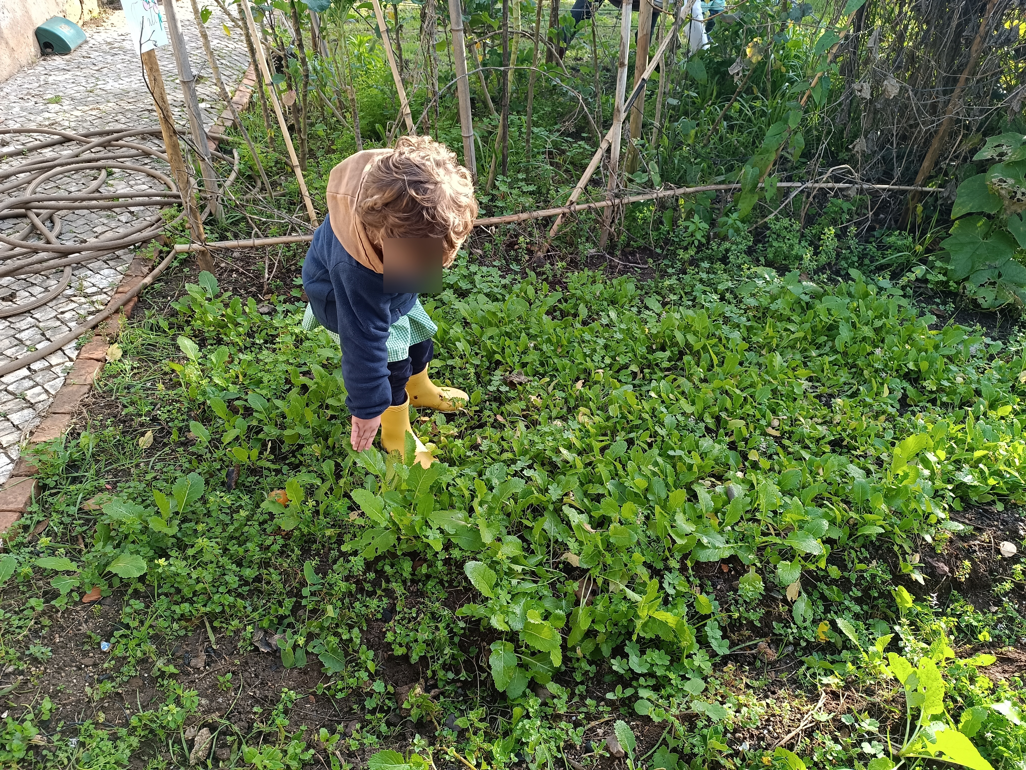 Também é preciso arrancar as ervas daninhas!