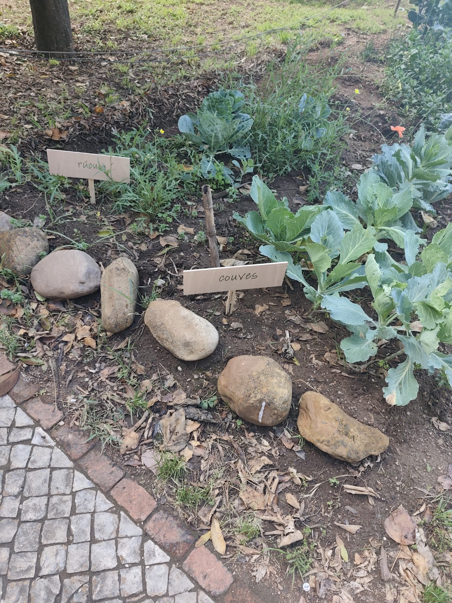Colocação de placas novas a identificar os legumes e as árvores existentes na nossa horta.