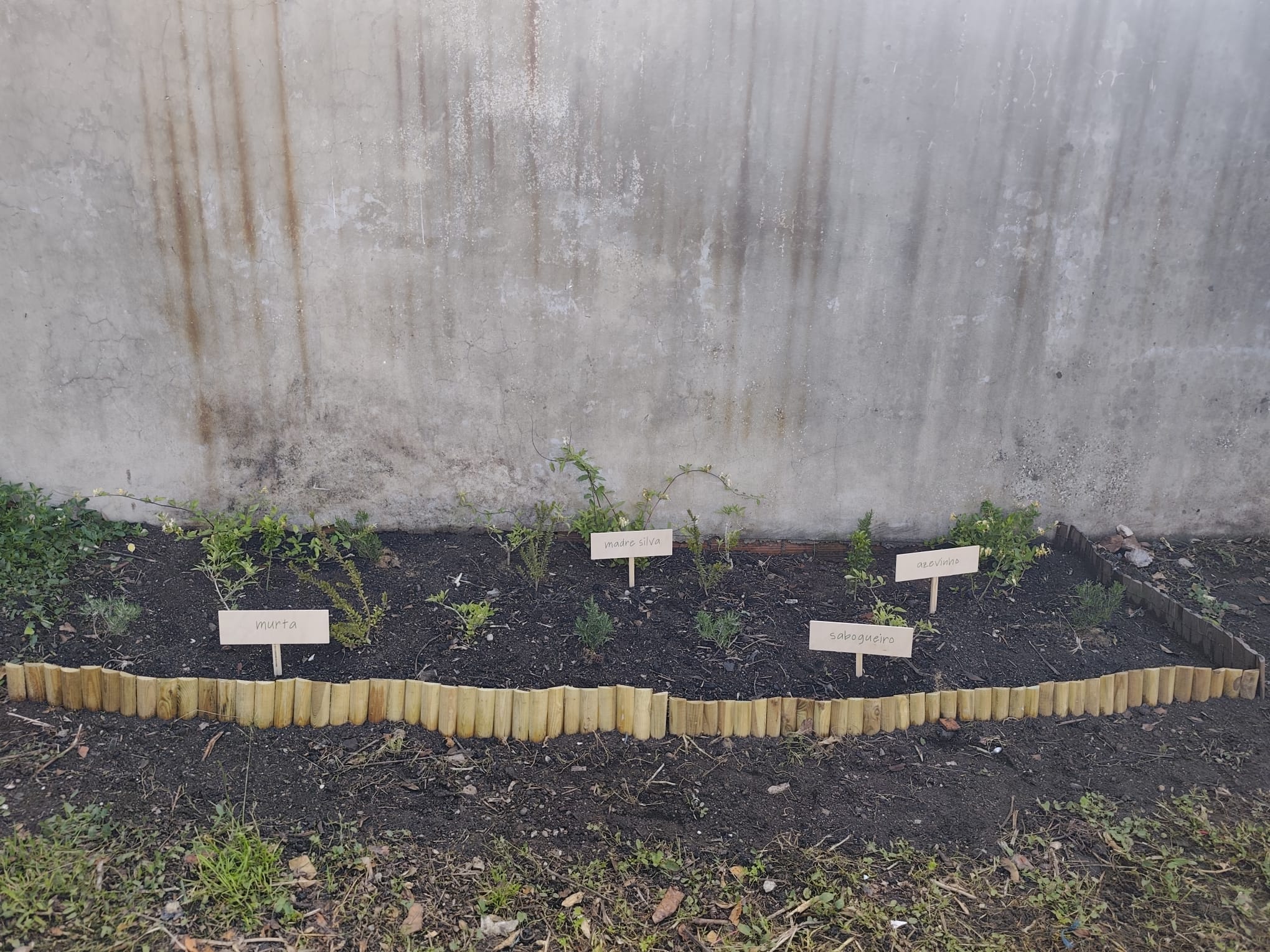 Novo canteiro na horta: plantas autóctones