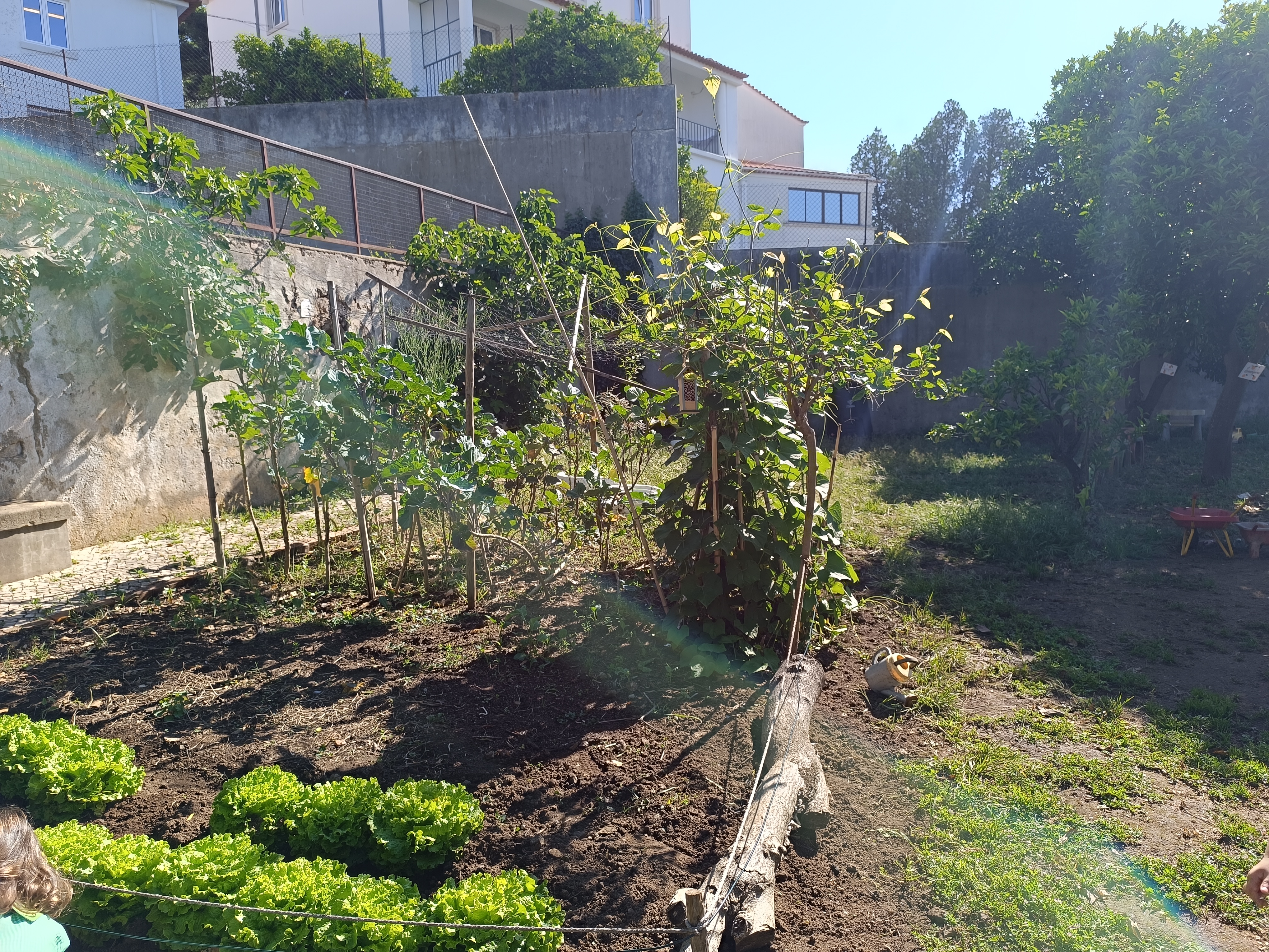 Foto da horta - parte 1