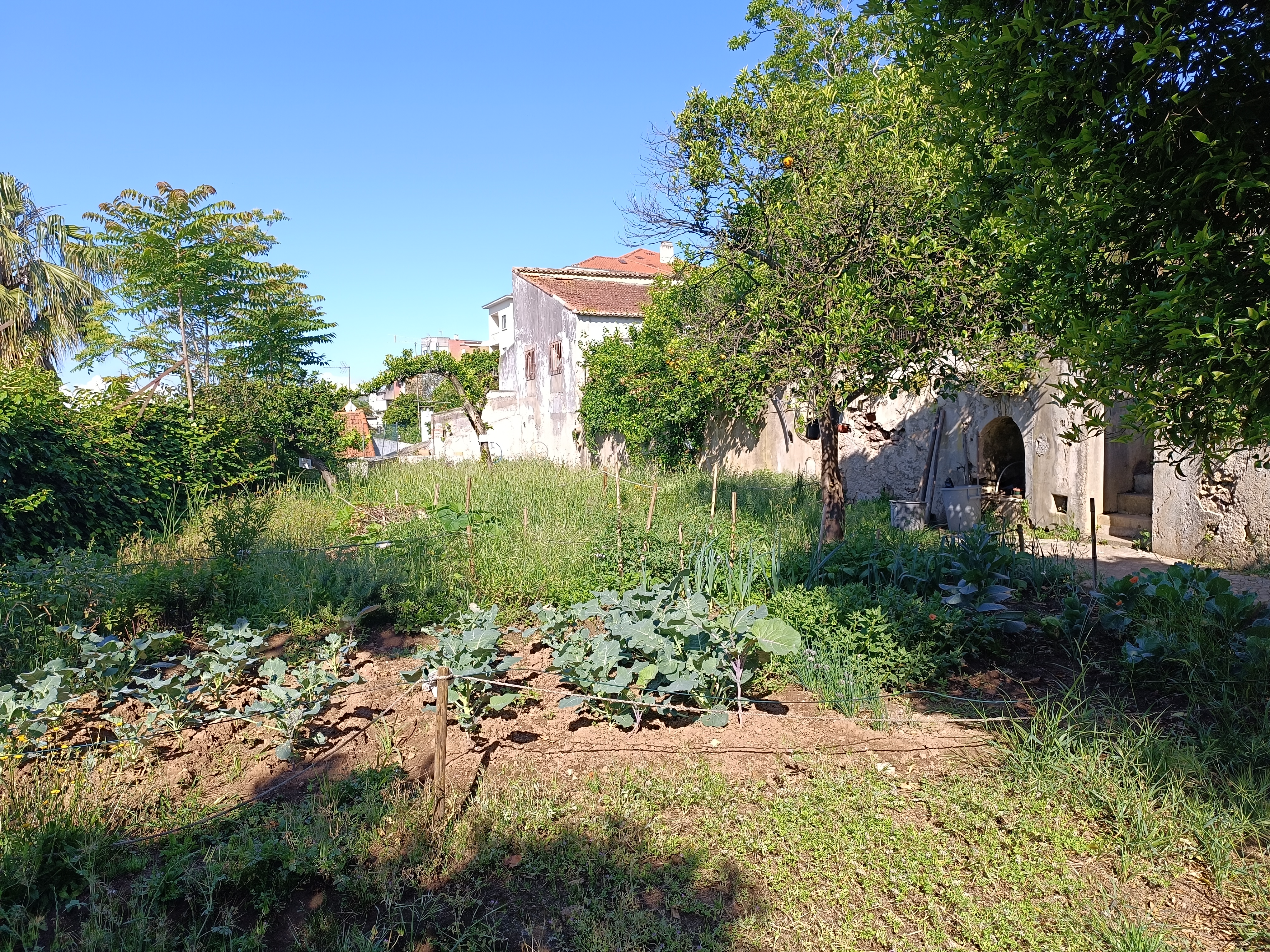 Foto da horta - parte 2