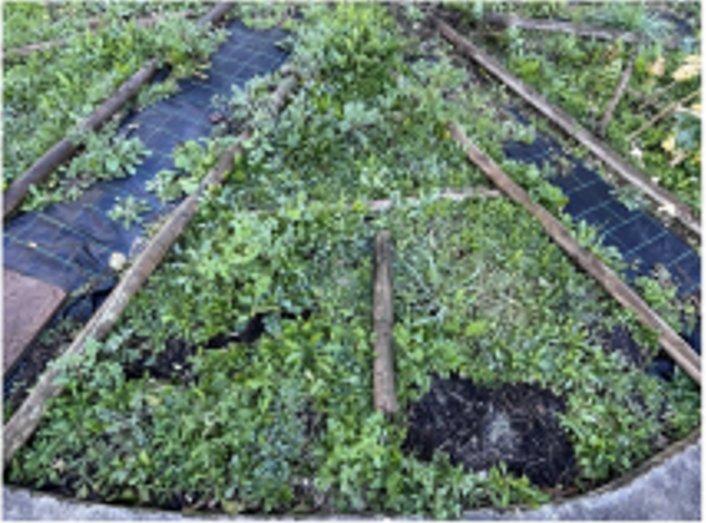 Fotografia do canteiro destinado ao cultivo de rabanetes e beterrabas.