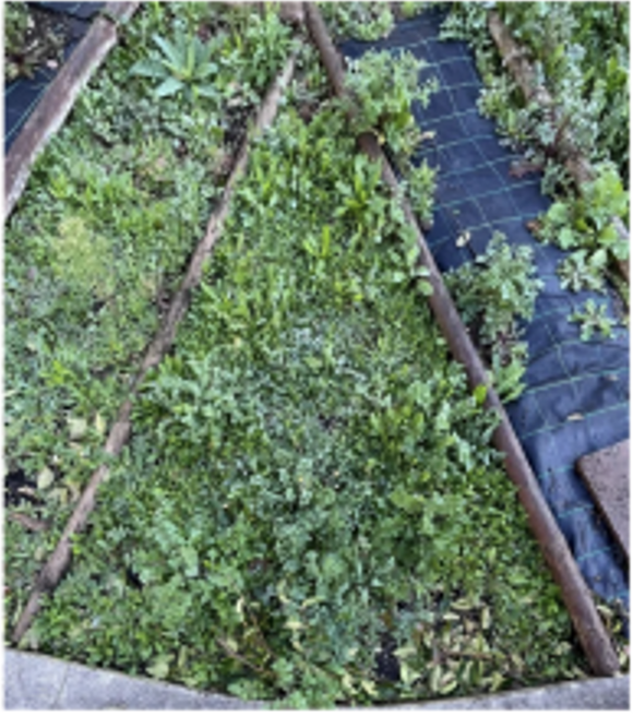 Fotografia do canteiro destinado ao cultivo de rabanetes e beterrabas.