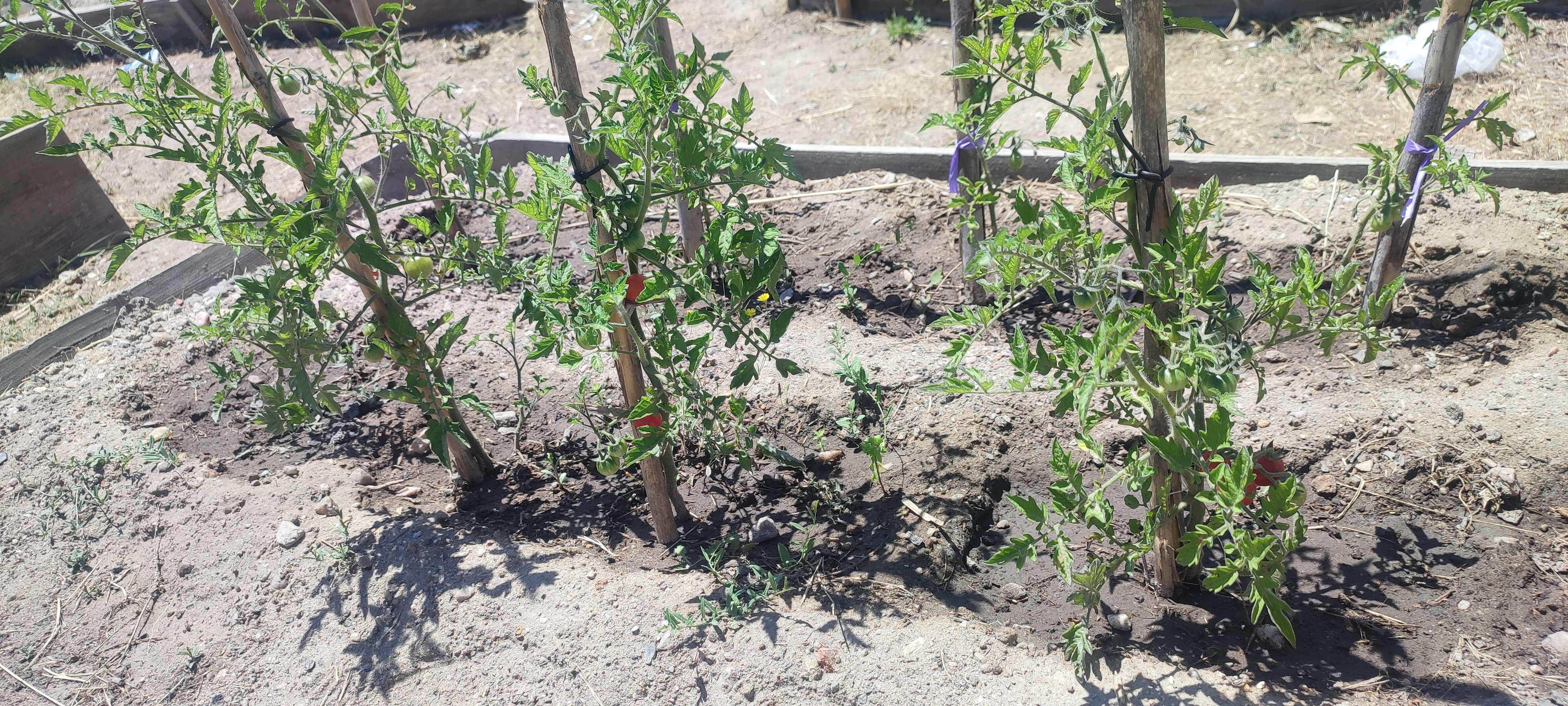 Tomates.
