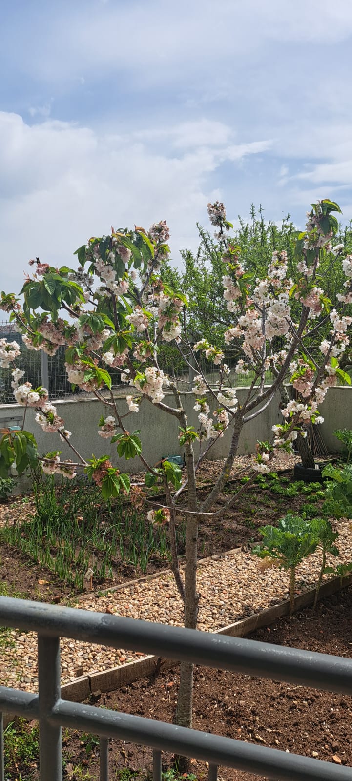 cerejeira em flor
