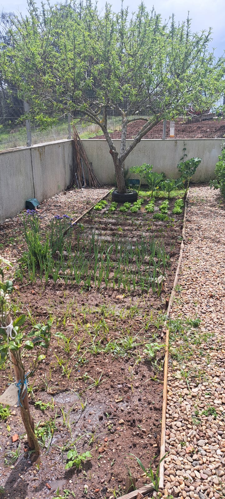 a horta  arranjadinha e as culturas a crescer