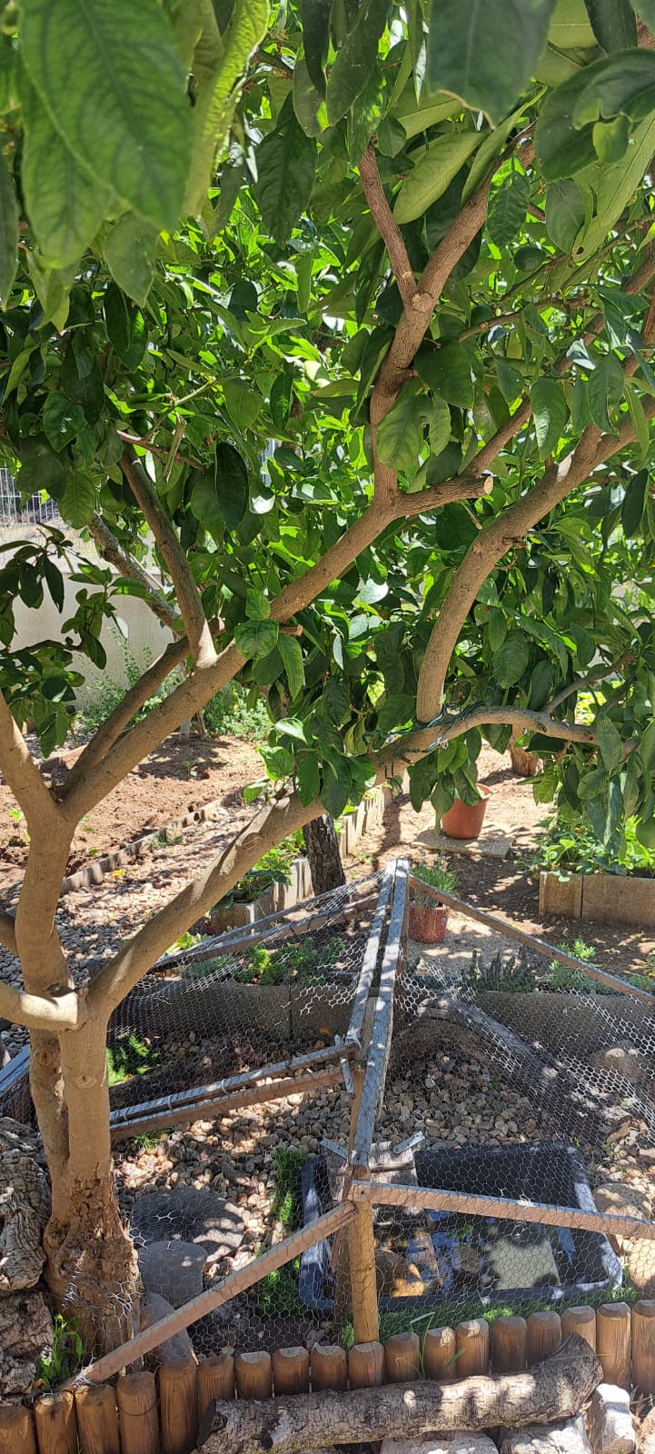 Arvore de fruto e lago das tartarugas