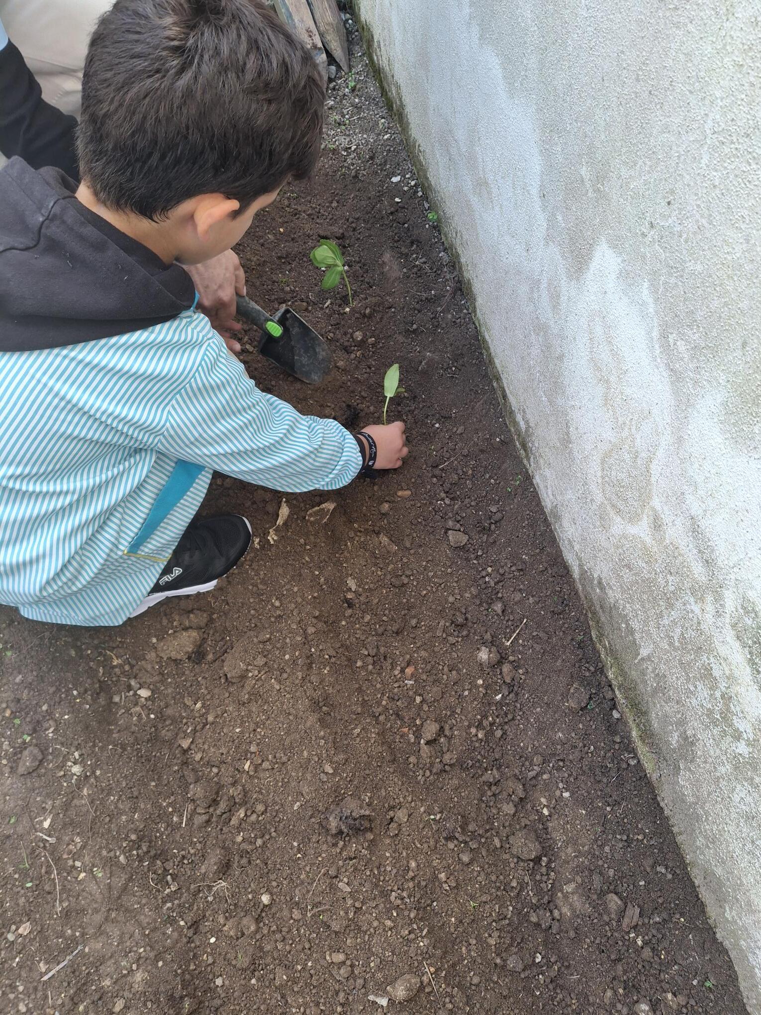 Plantação de zínias - 1º momento