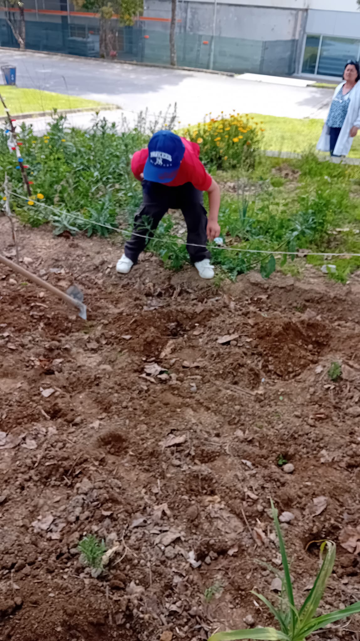 Na segunda fase da implementação da horta escolar, os alunos realizaram a plantação das diferentes espécies selecionadas. Com o solo já devidamente preparado, procederam à colocação das plantas e sementes nas respetivas linhas de cultivo, respeitando os e