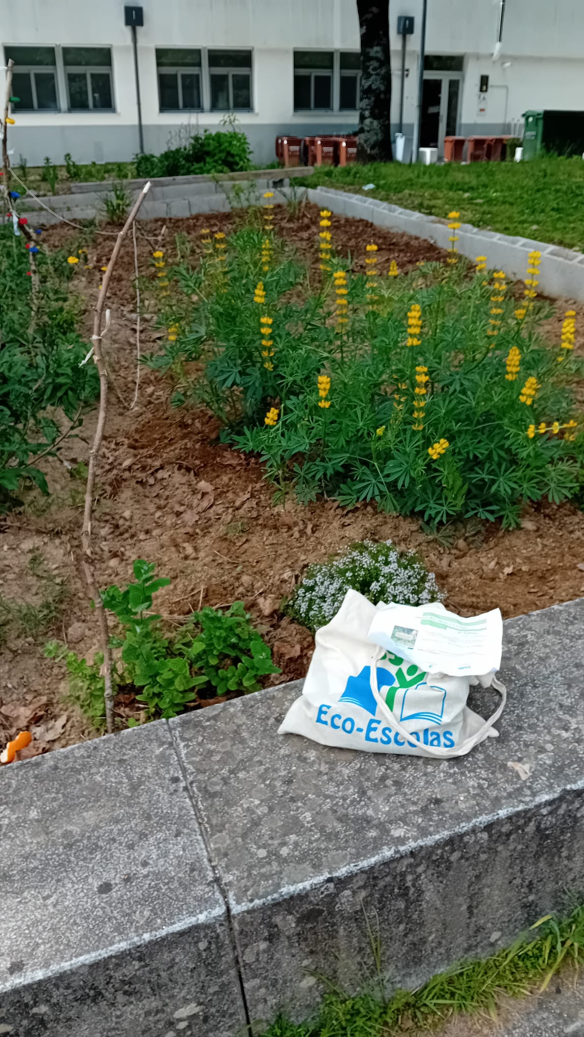 Na segunda fase da implementação da horta escolar, os alunos realizaram a plantação das diferentes espécies selecionadas. Com o solo já devidamente preparado, procederam à colocação das plantas e sementes nas respetivas linhas de cultivo, respeitando os e