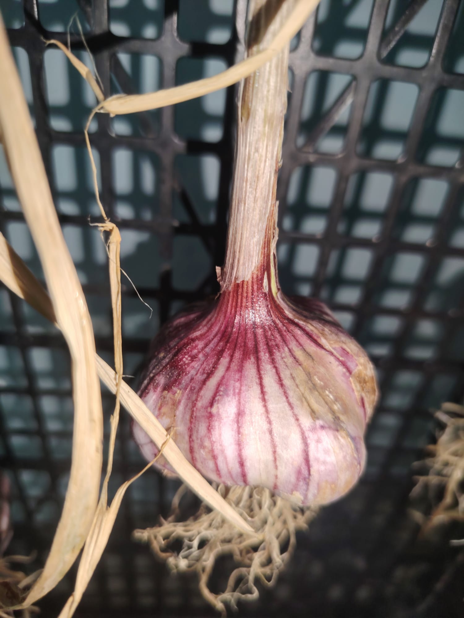 Colheita de alguns produtos produzidos na Horta Biológica