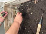 Plantação de tomates
