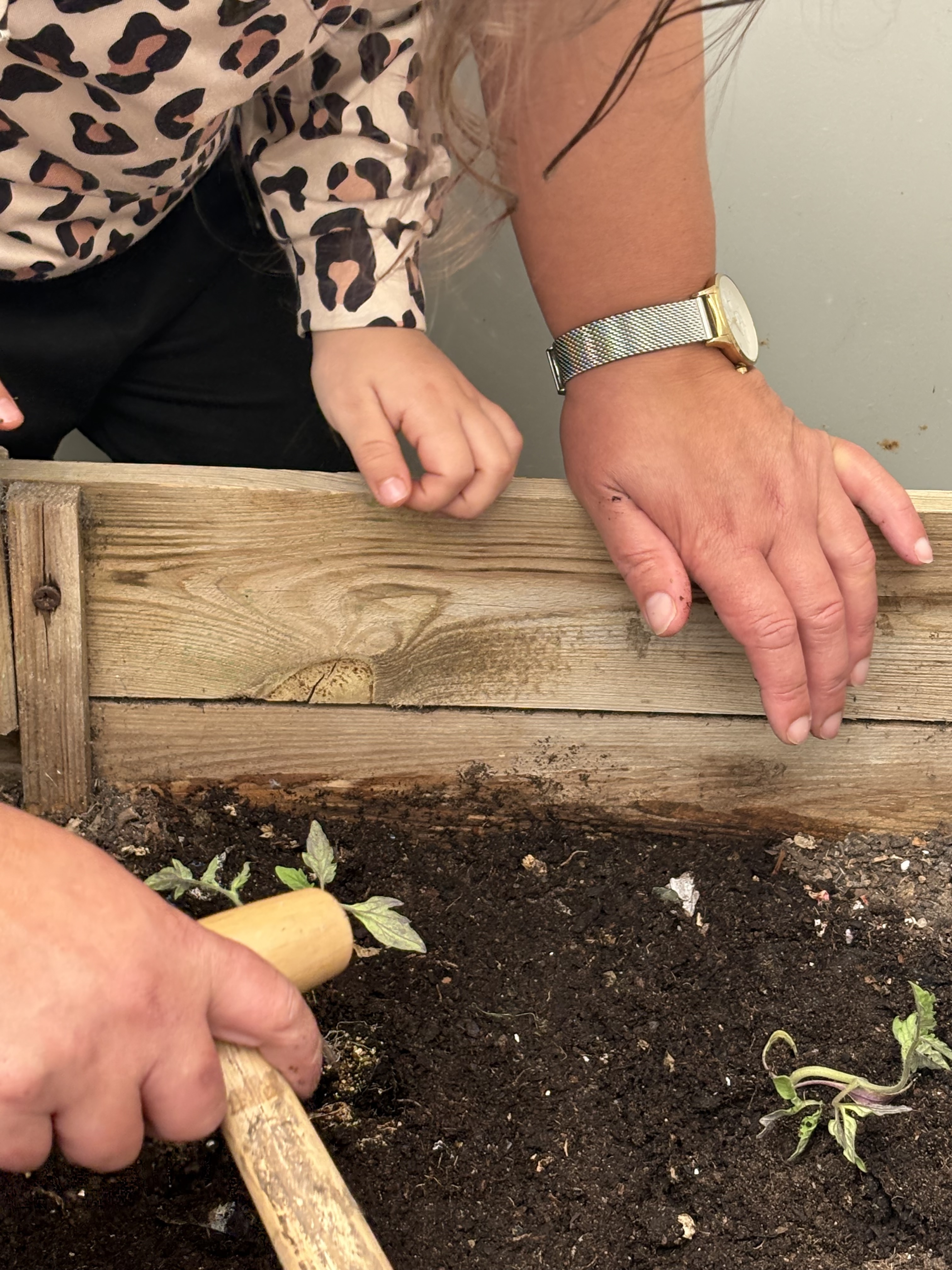 Plantação tomates