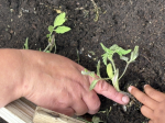 Plantação tomates