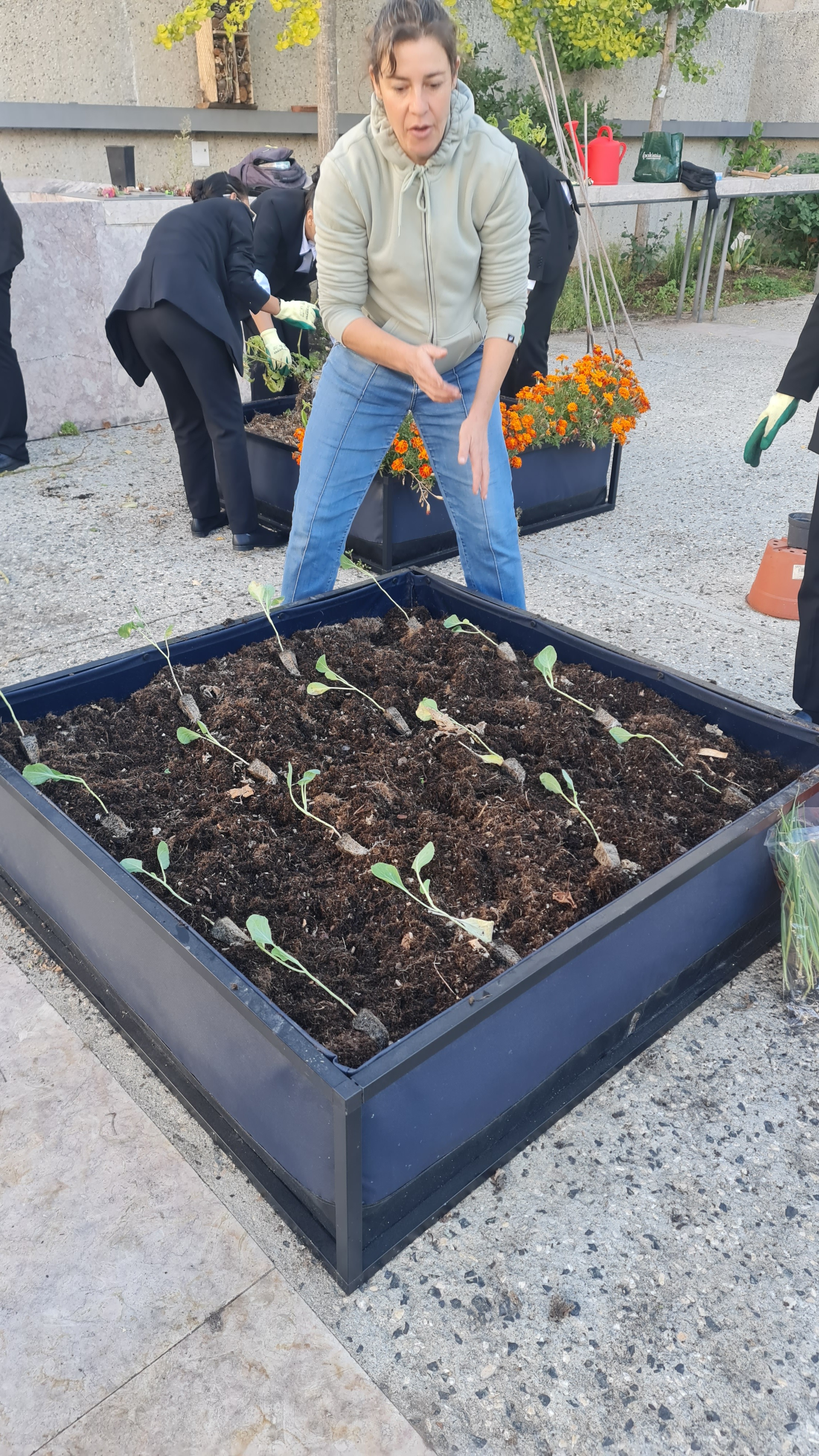 Plantação de Hortícolas