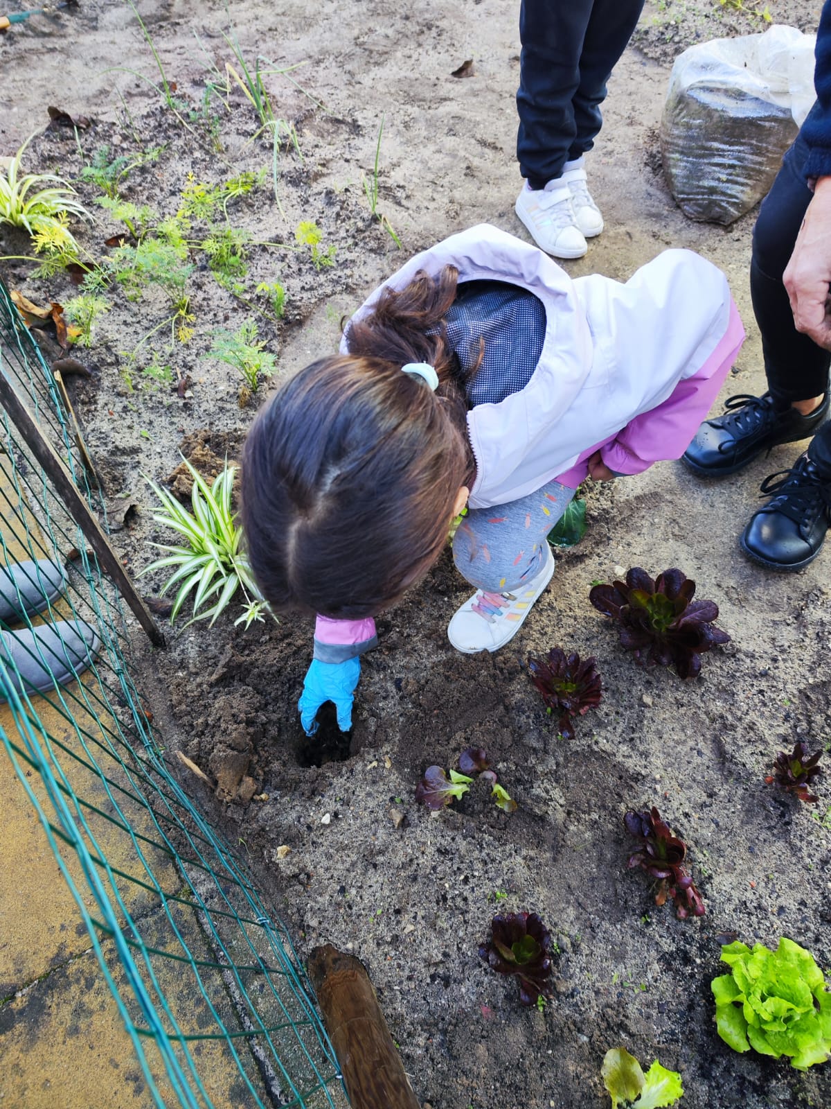 Plantação de alfaces.