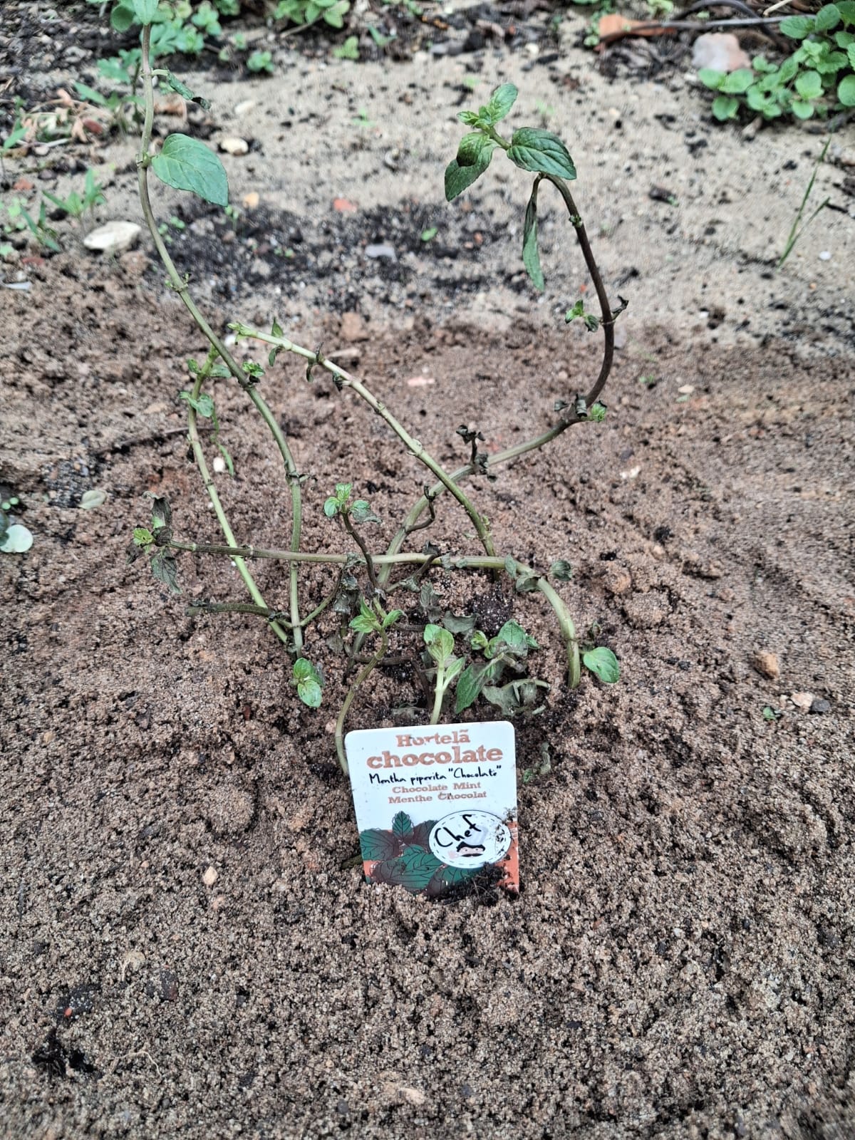 As nossas ervas aromáticas.