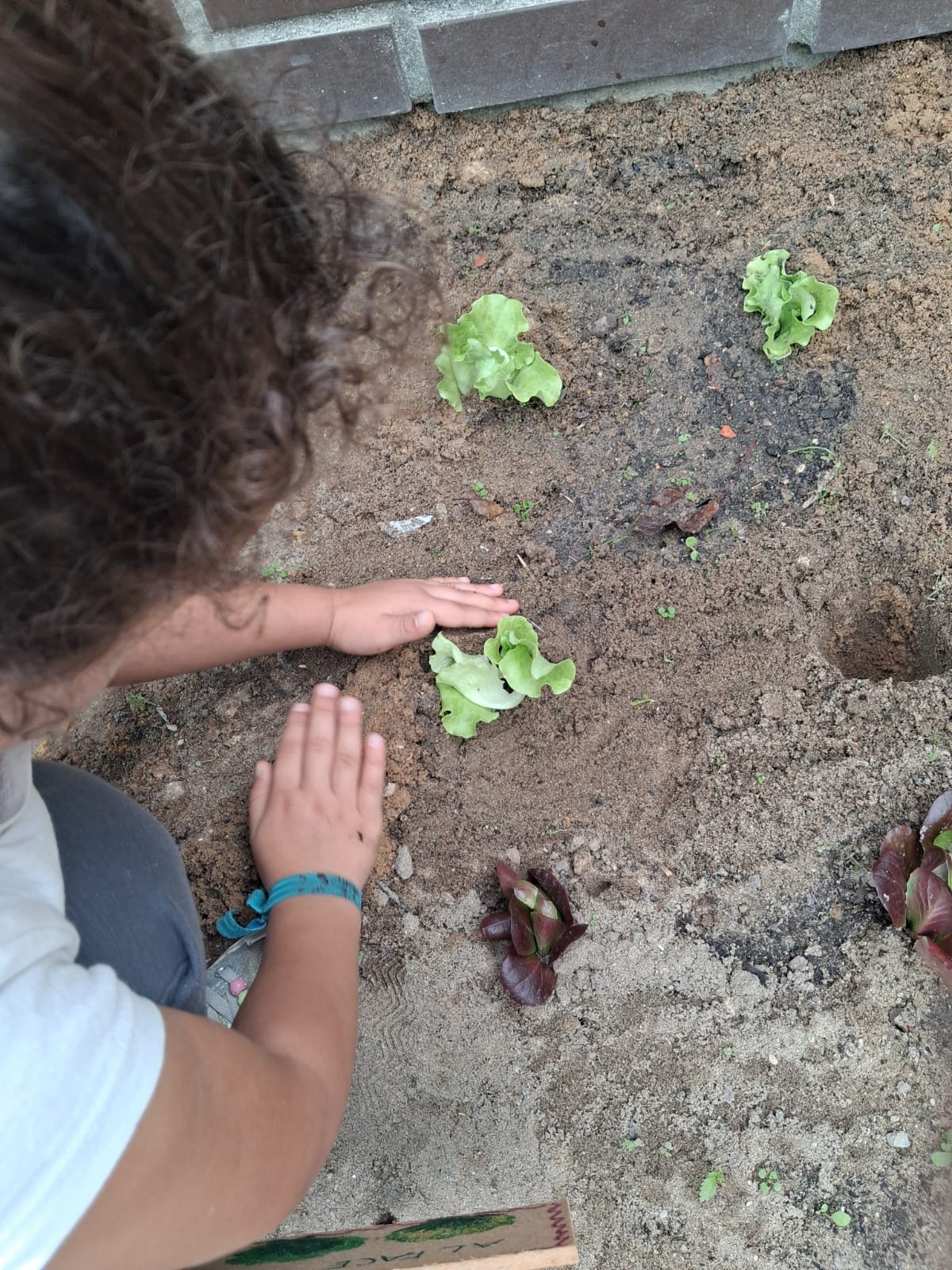 Plantação das culturas.